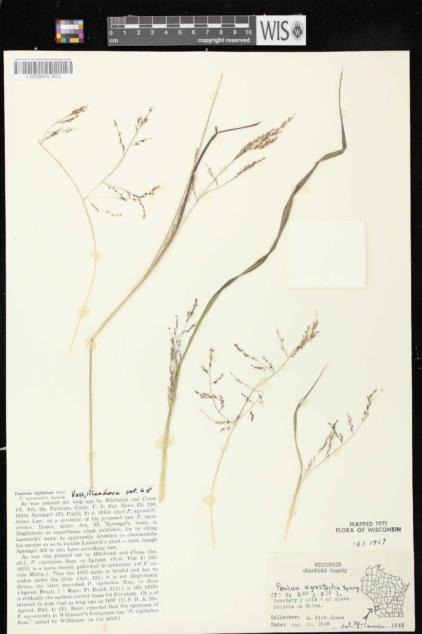 Coleataenia rigidula image