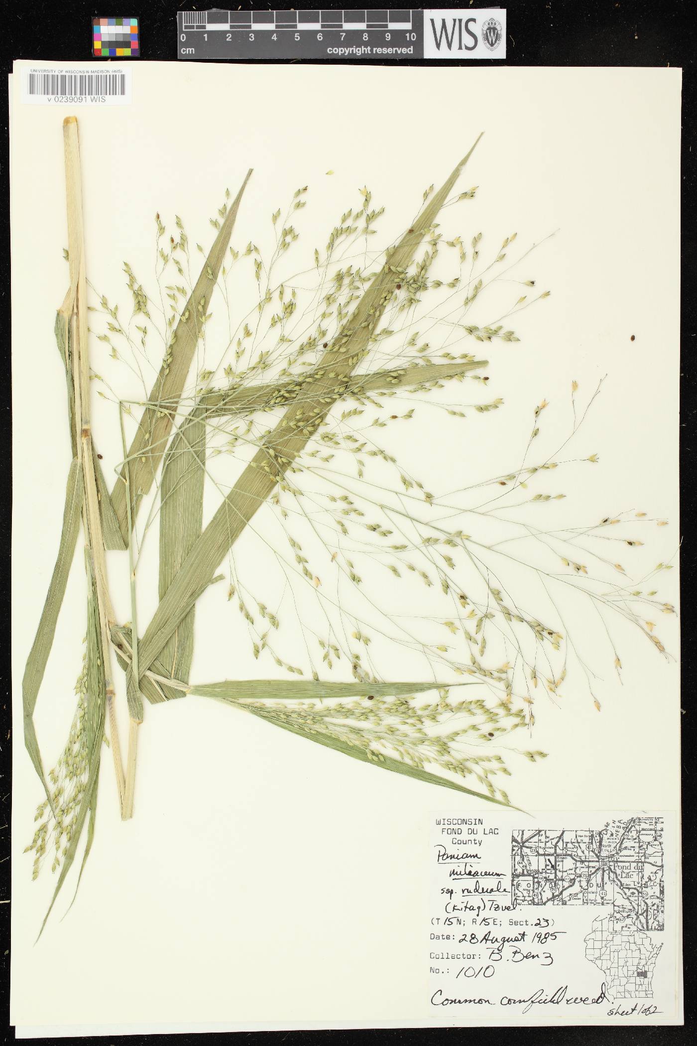 Panicum miliaceum subsp. ruderale image