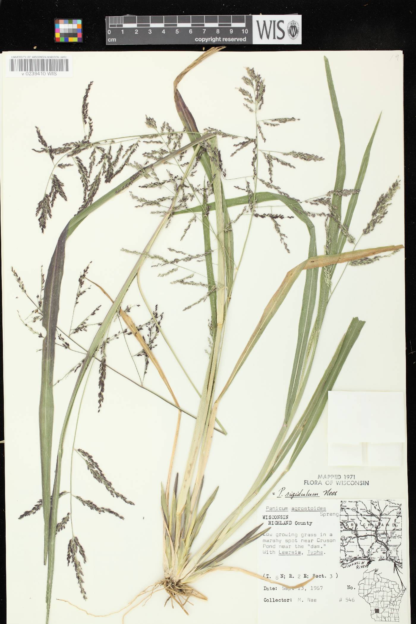 Coleataenia rigidula image
