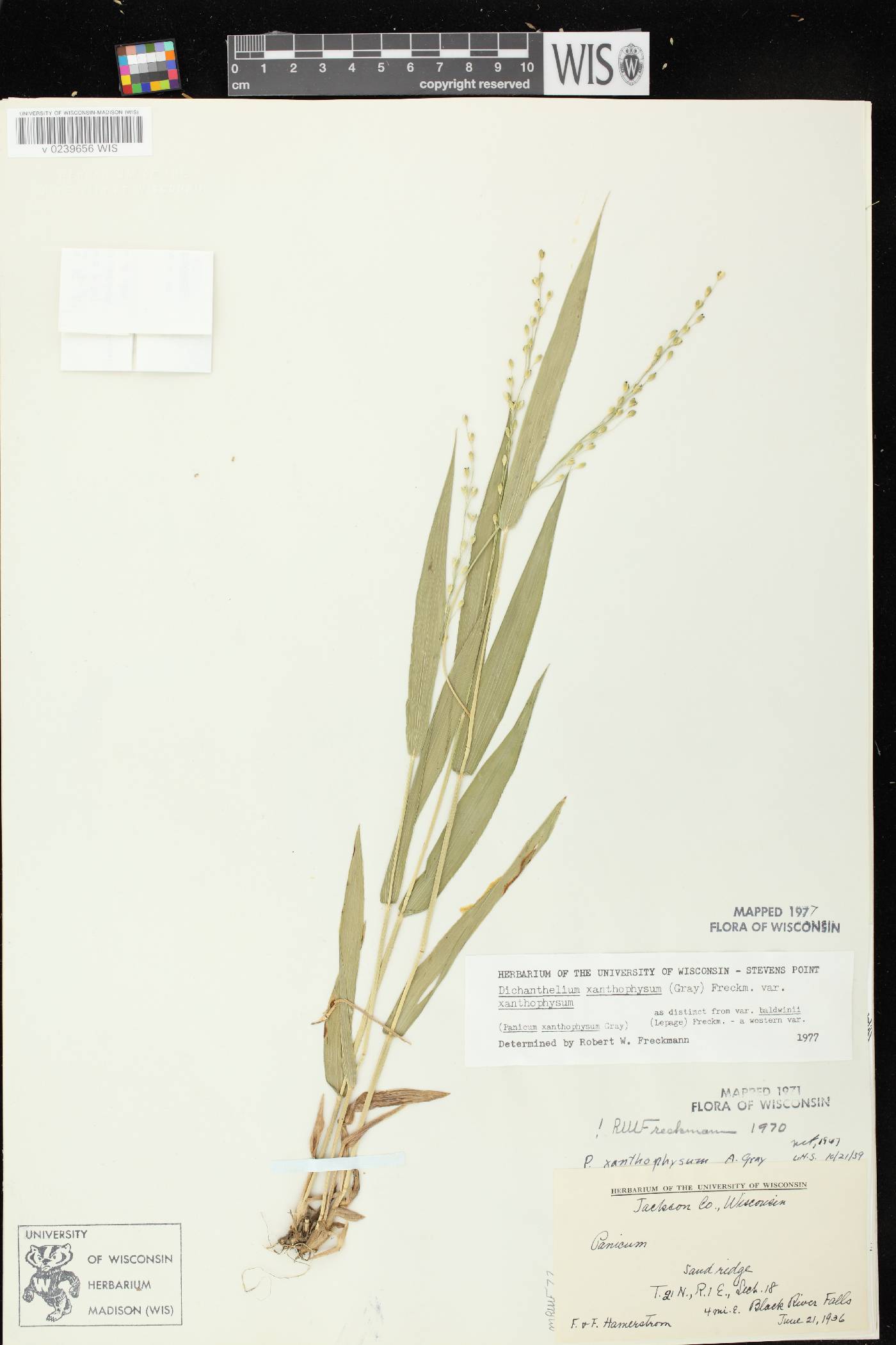 Dichanthelium xanthophysum image