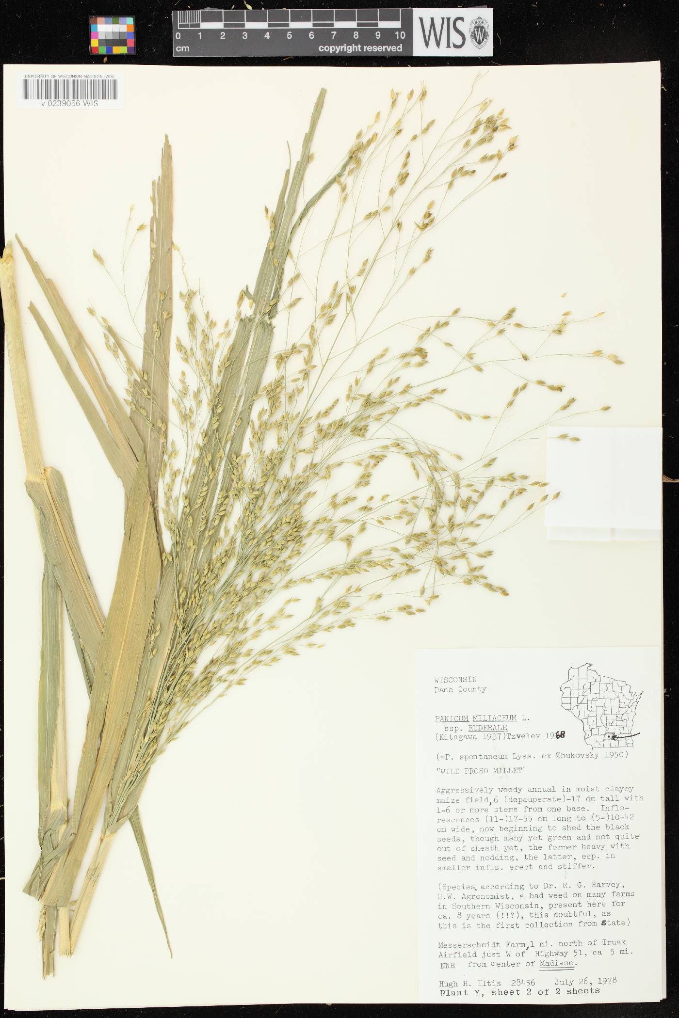 Panicum miliaceum subsp. ruderale image