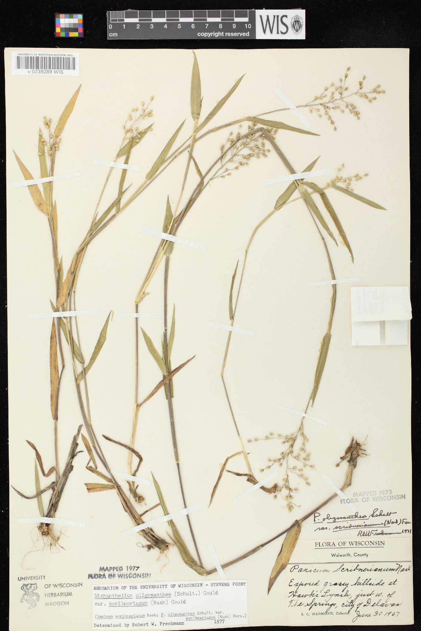Dichanthelium oligosanthes var. scribnerianum image
