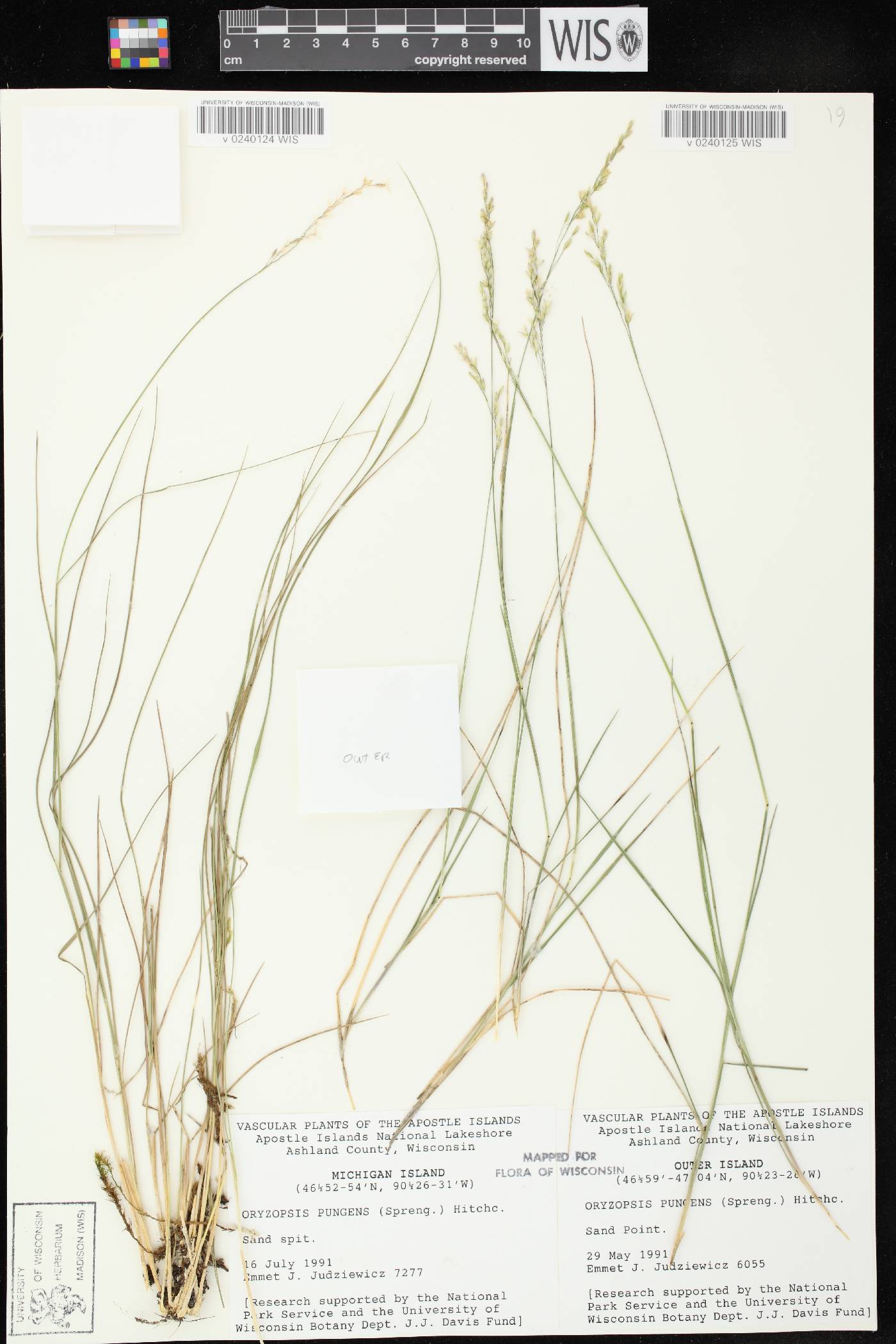 Piptatheropsis pungens image