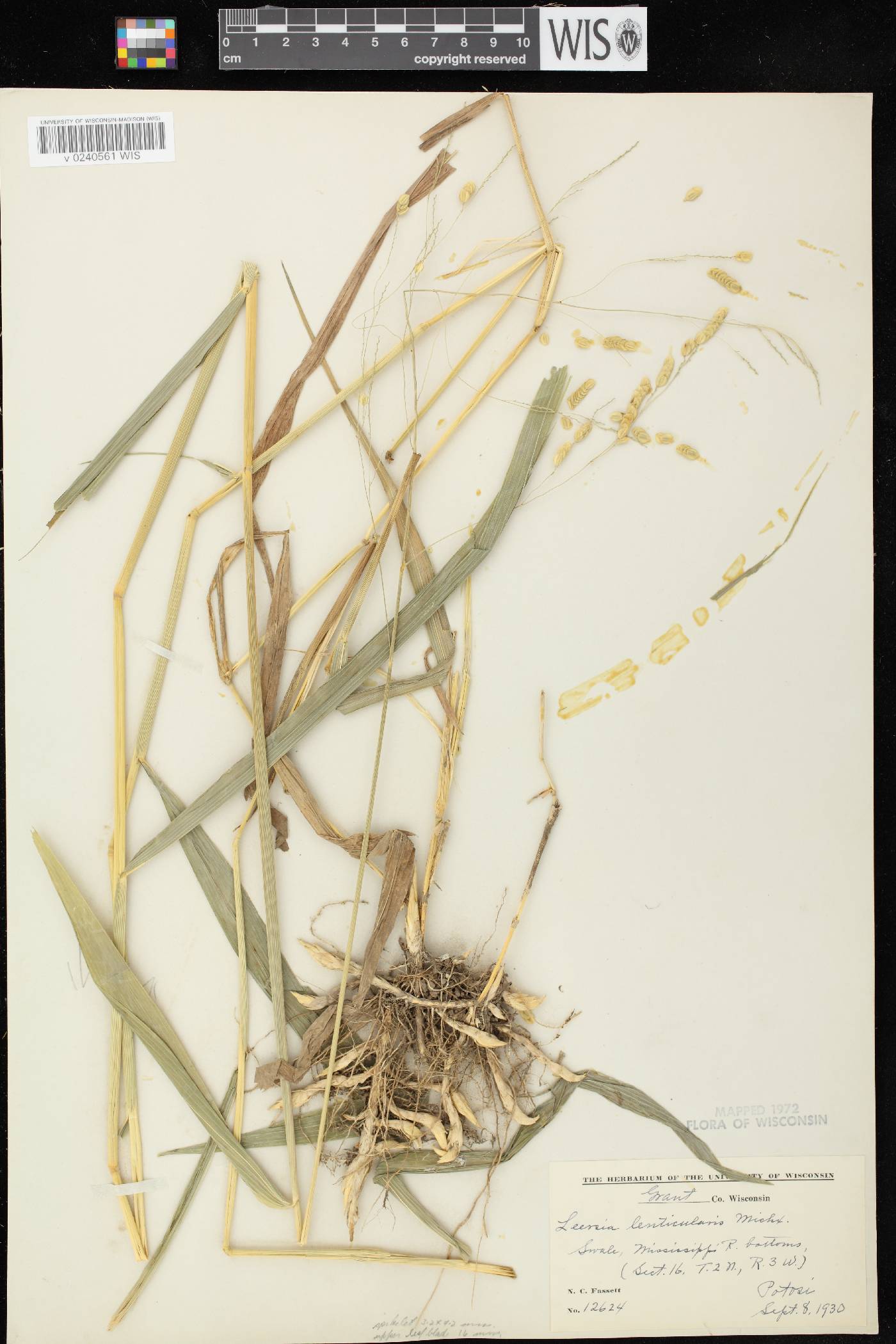 Leersia lenticularis image