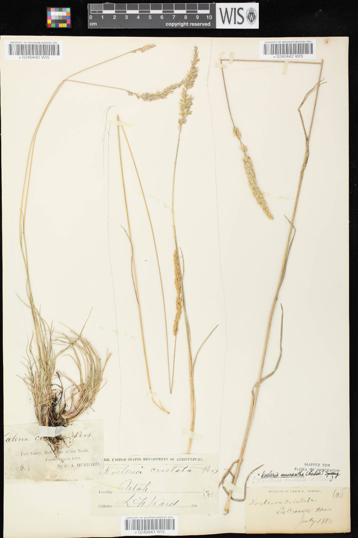 Koeleria macrantha image