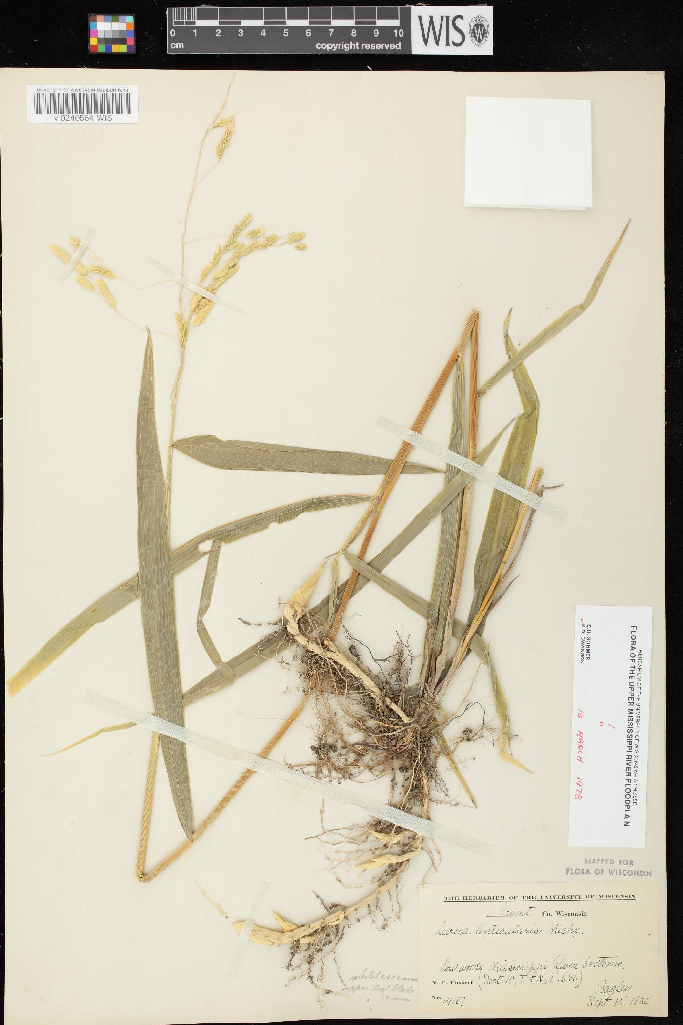 Leersia lenticularis image