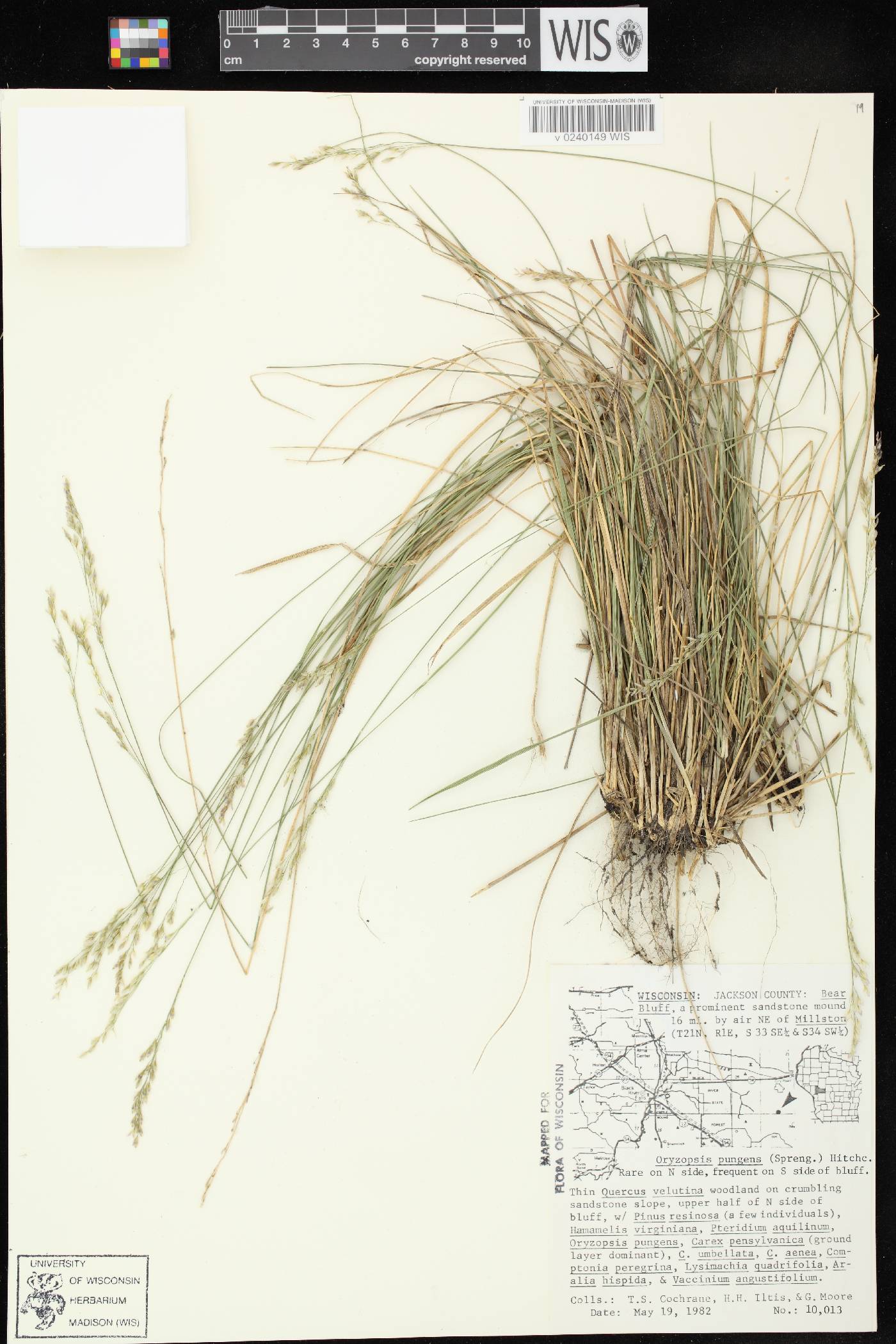 Piptatheropsis pungens image