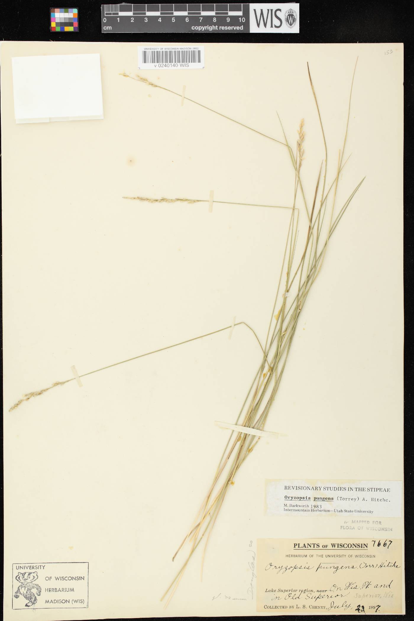 Piptatheropsis pungens image