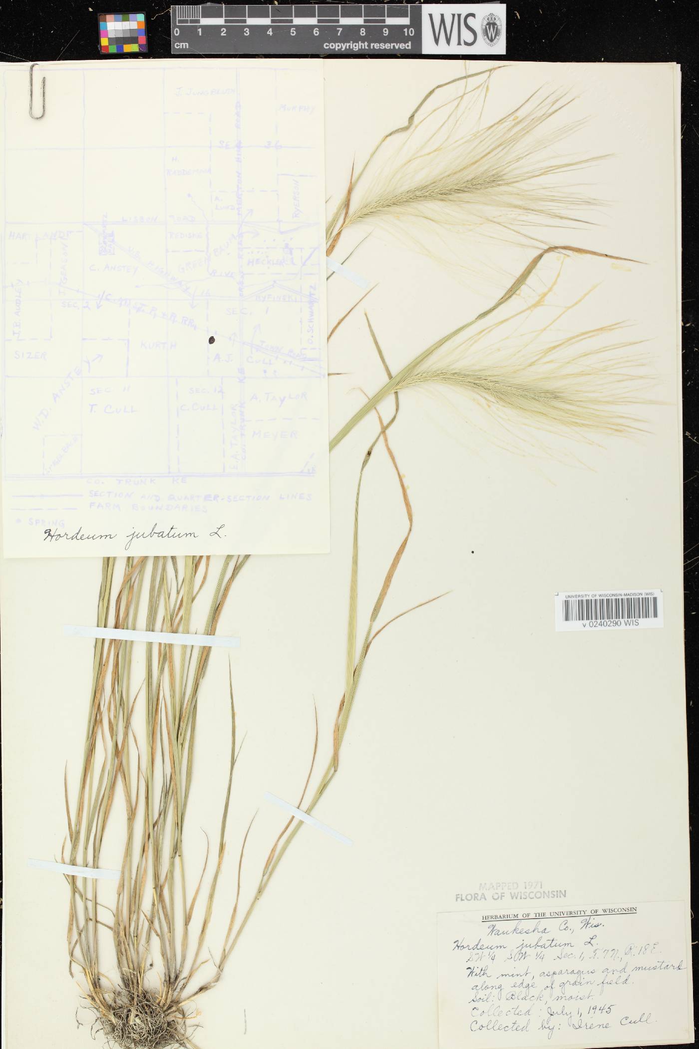 Hordeum jubatum image