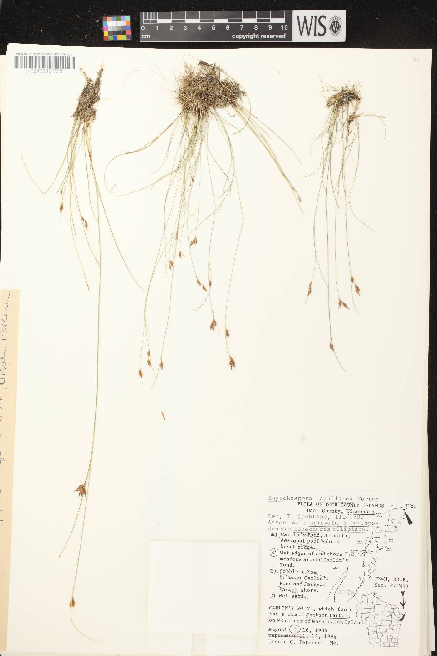 Rhynchospora capillacea image