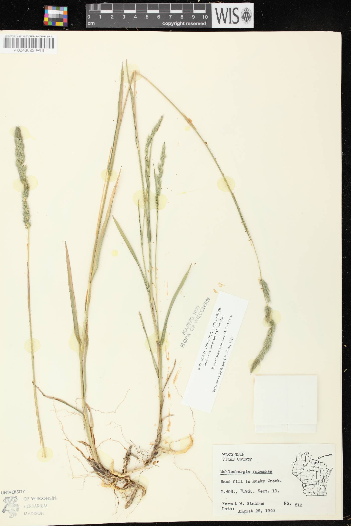 Muhlenbergia glomerata image