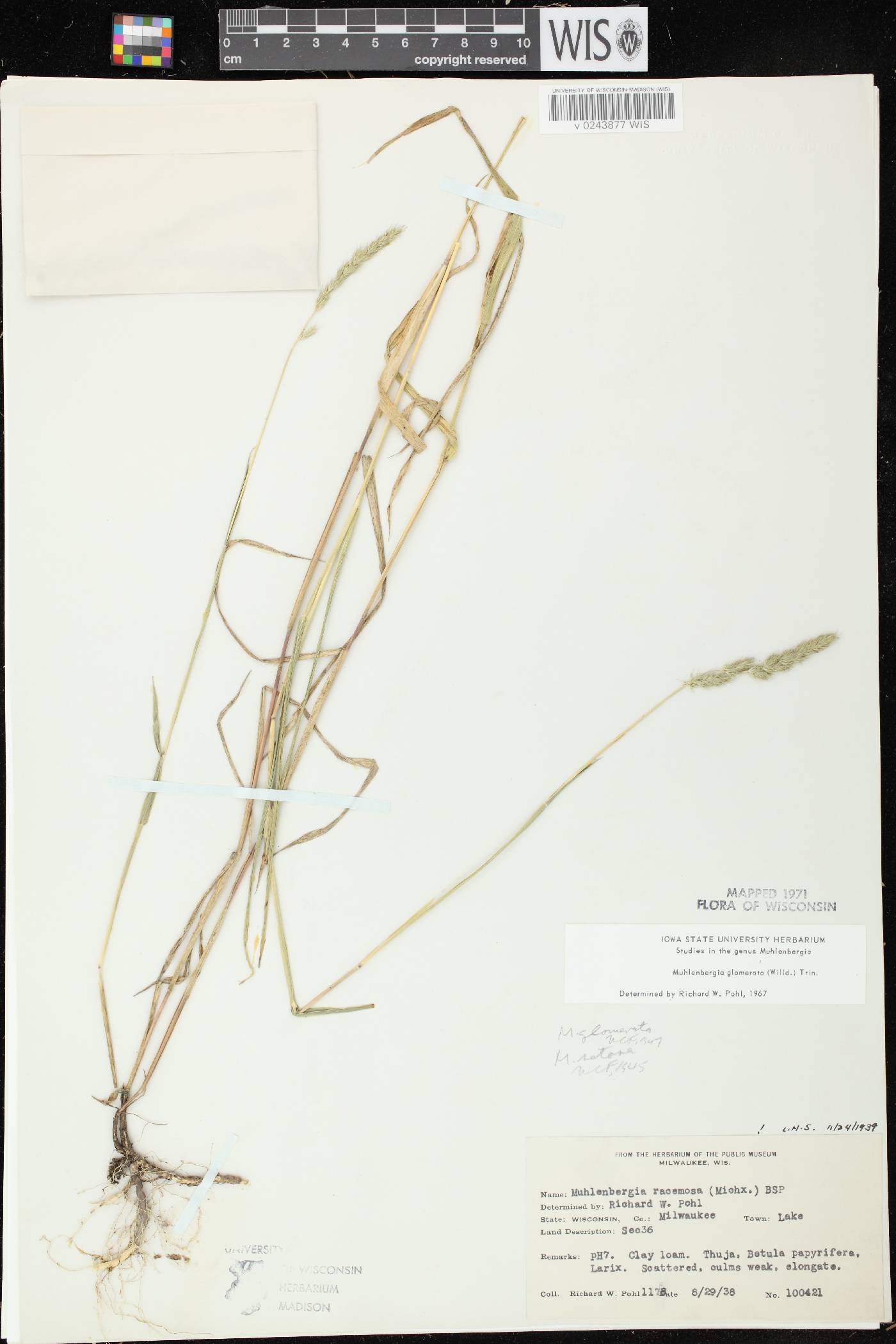 Muhlenbergia glomerata image