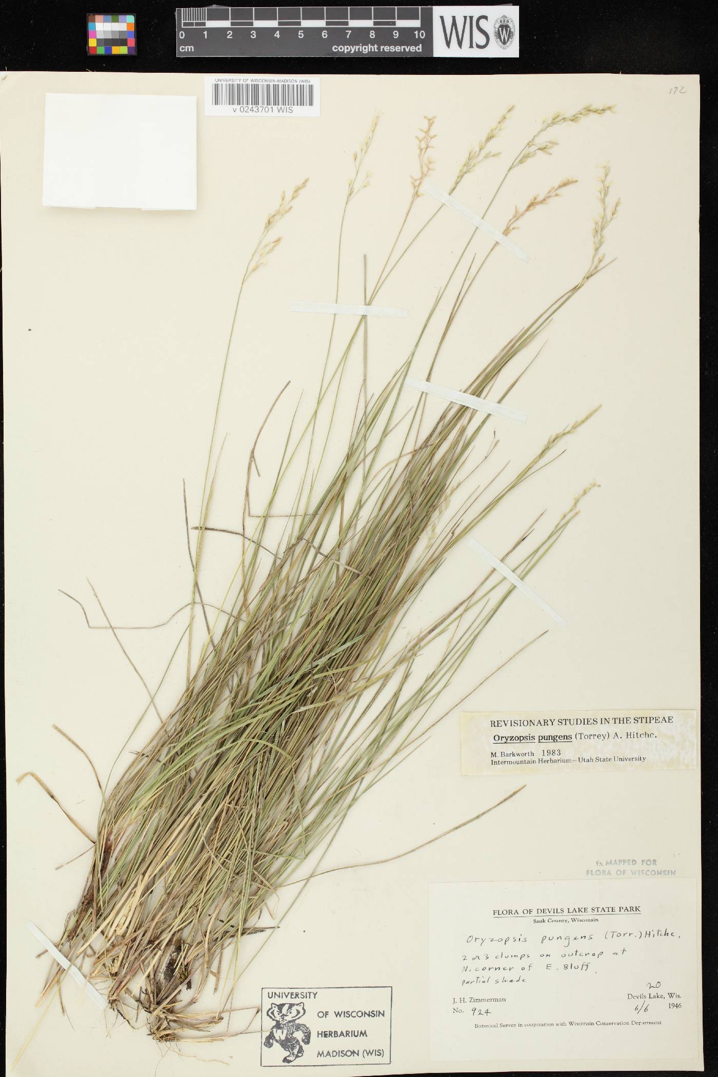 Piptatheropsis pungens image