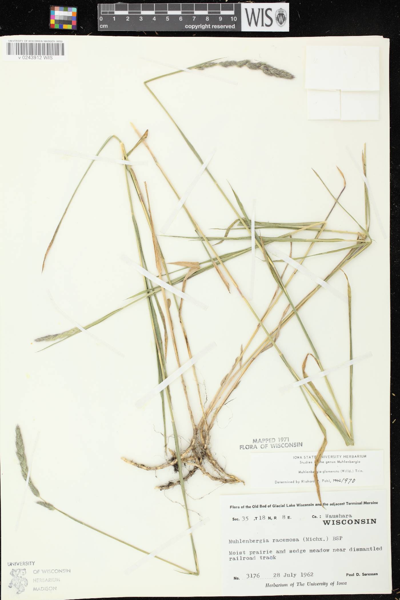 Muhlenbergia glomerata image
