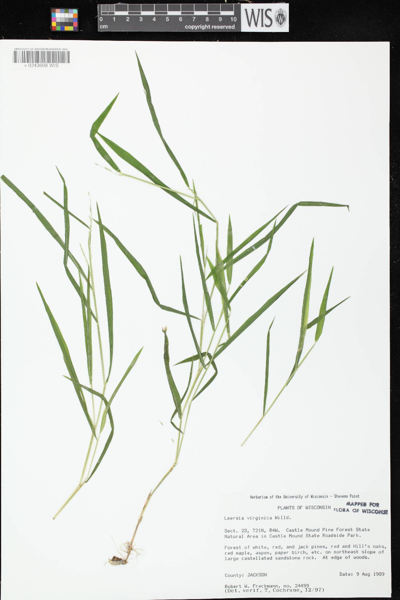 Leersia virginica image