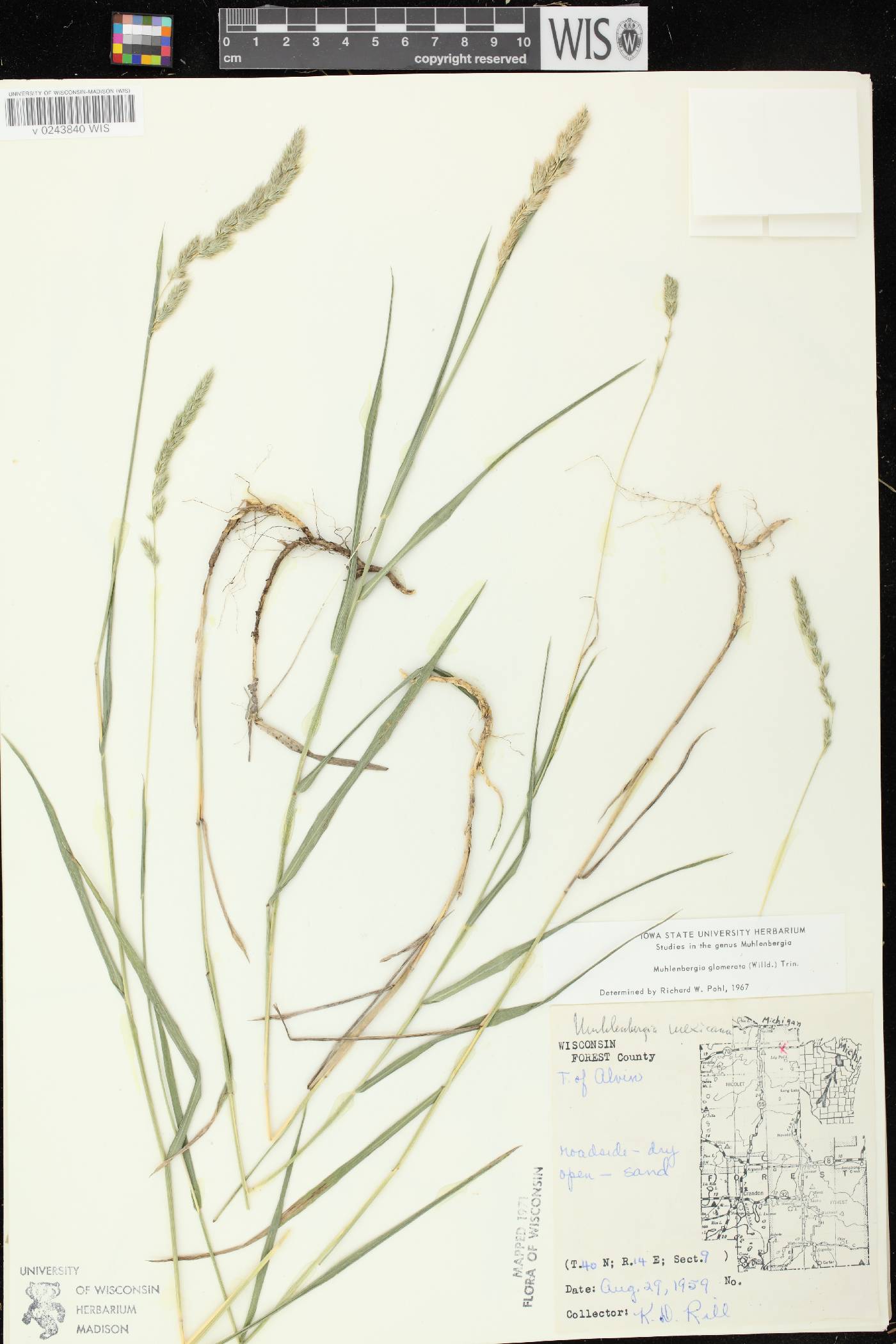 Muhlenbergia glomerata image