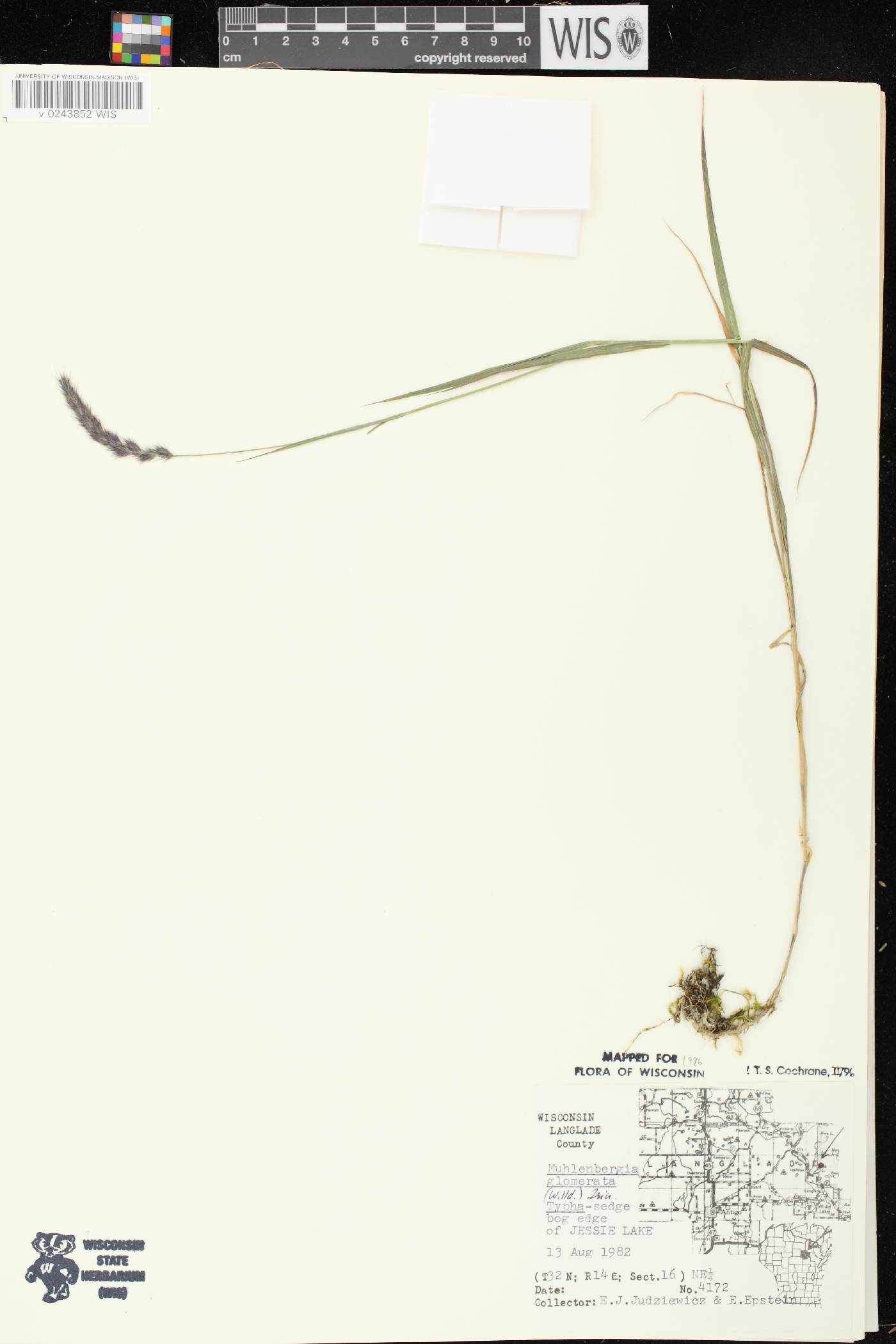 Muhlenbergia glomerata image
