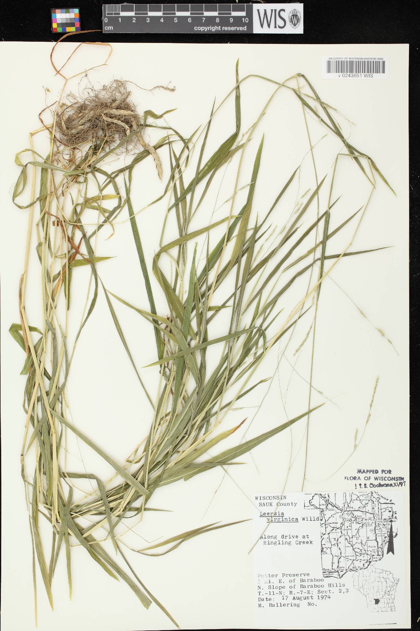 Leersia virginica image