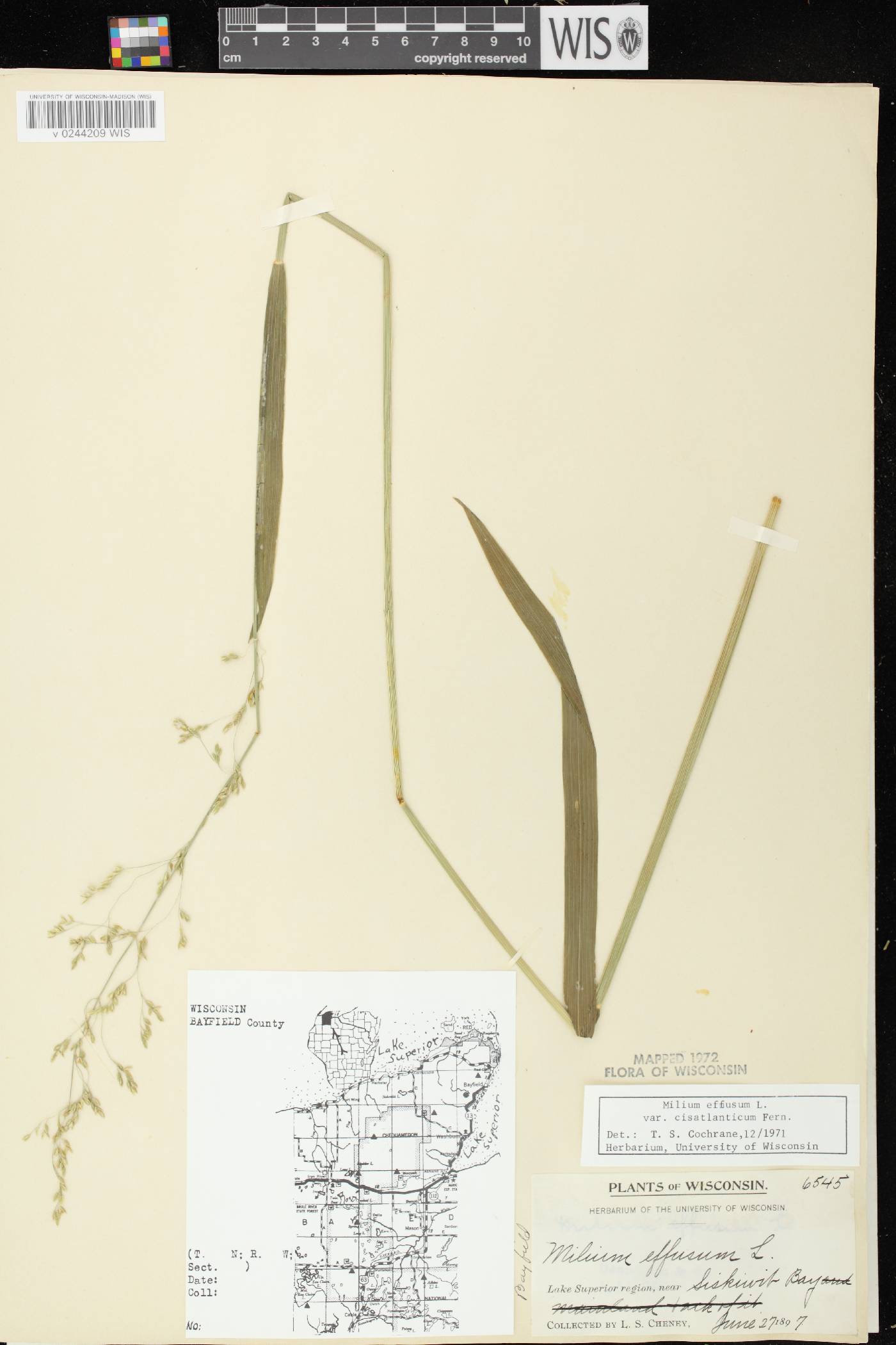 Milium effusum image