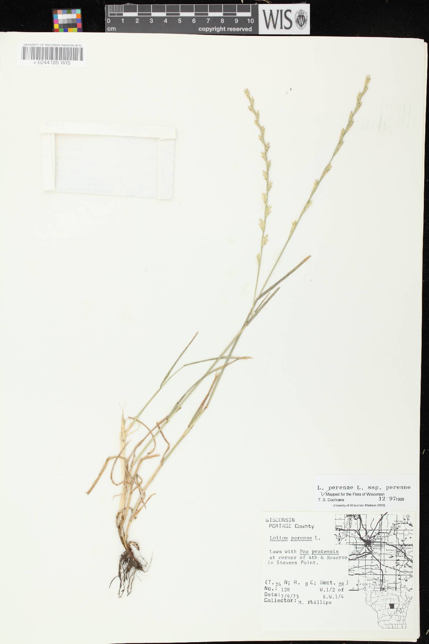 Lolium perenne subsp. perenne image
