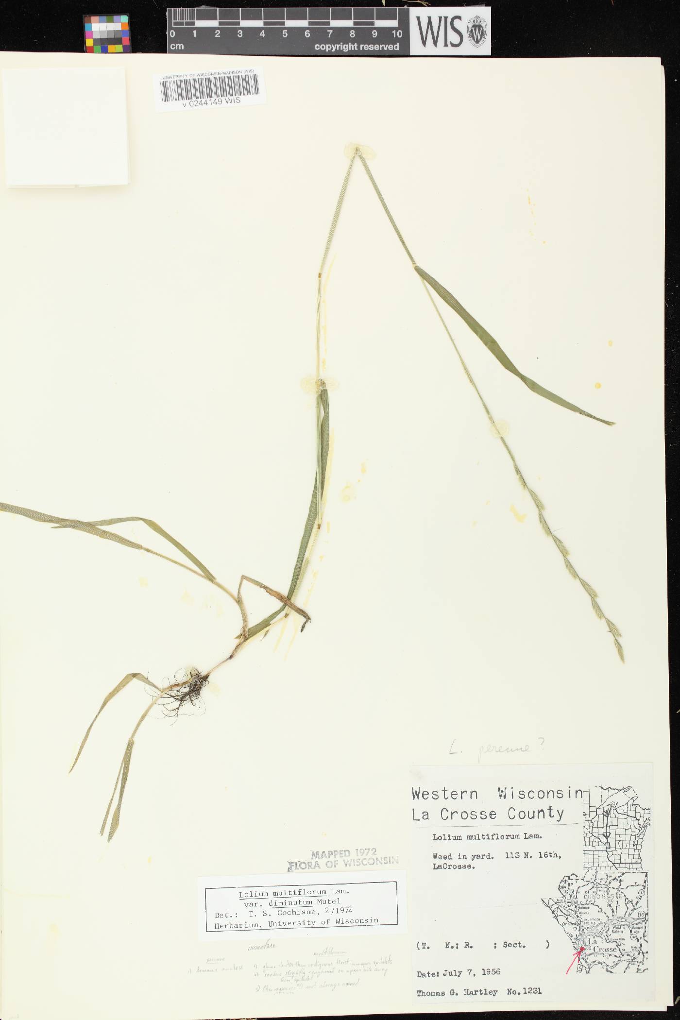 Lolium perenne subsp. multiflorum image