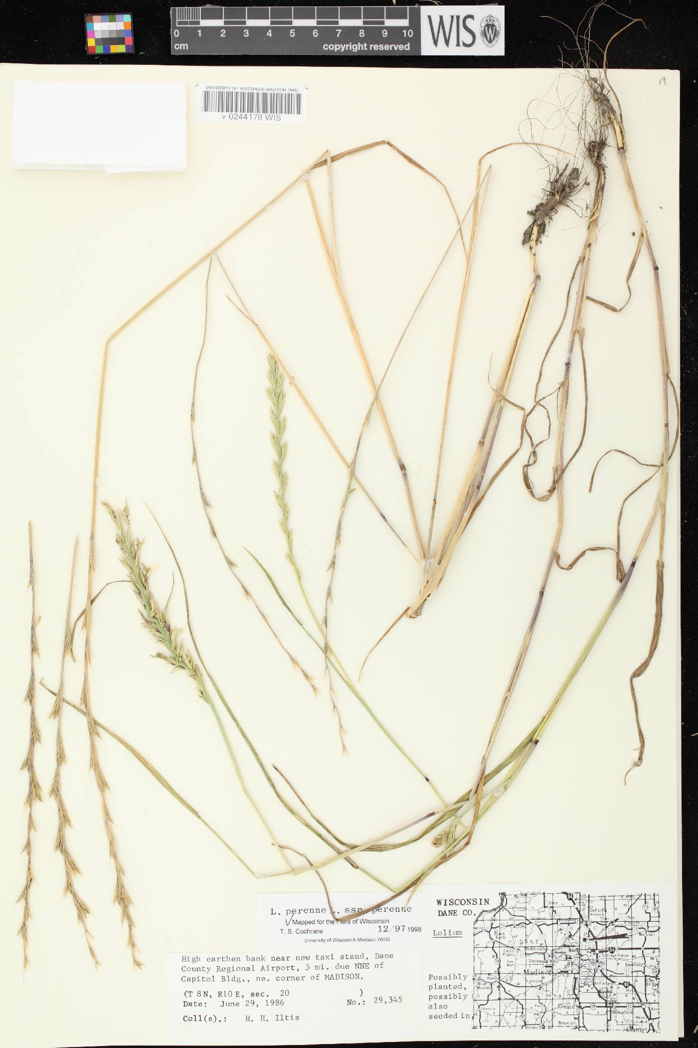 Lolium perenne subsp. perenne image