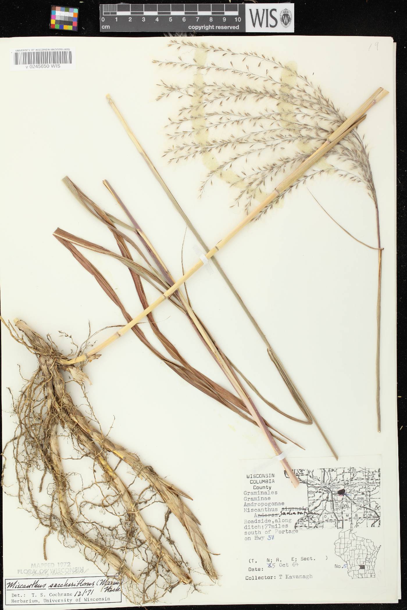 Miscanthus sacchariflorus image