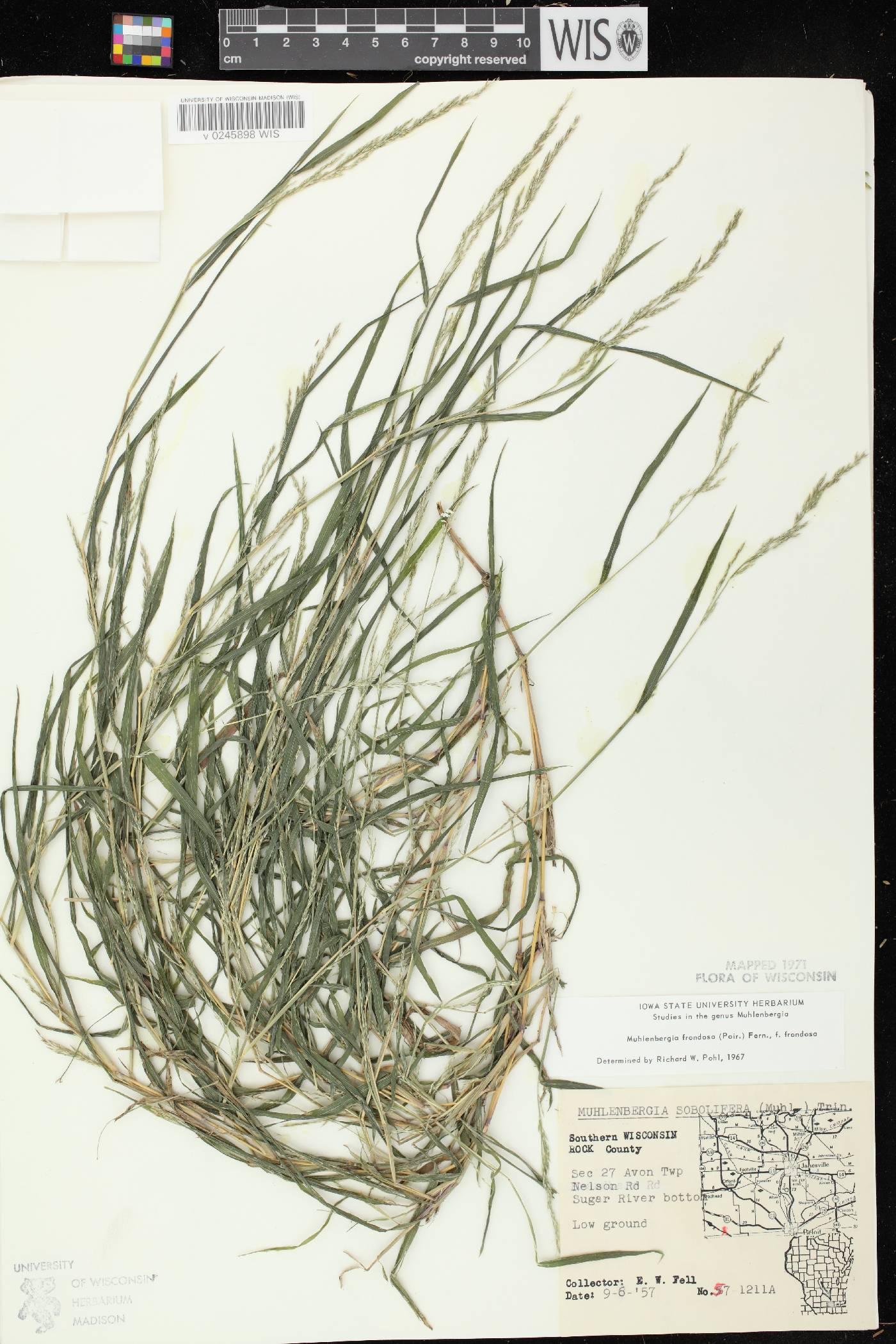 Muhlenbergia frondosa image