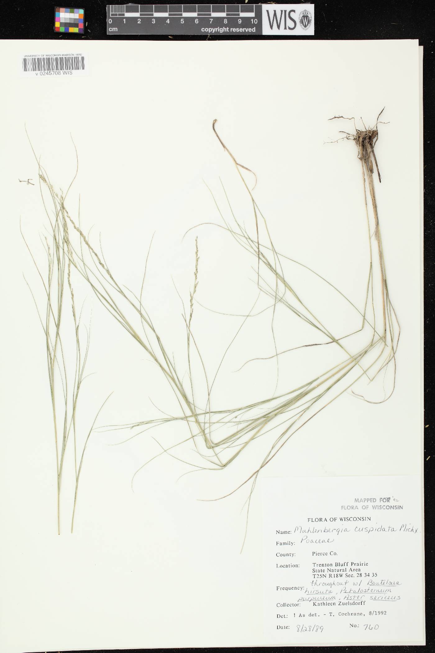 Muhlenbergia cuspidata image