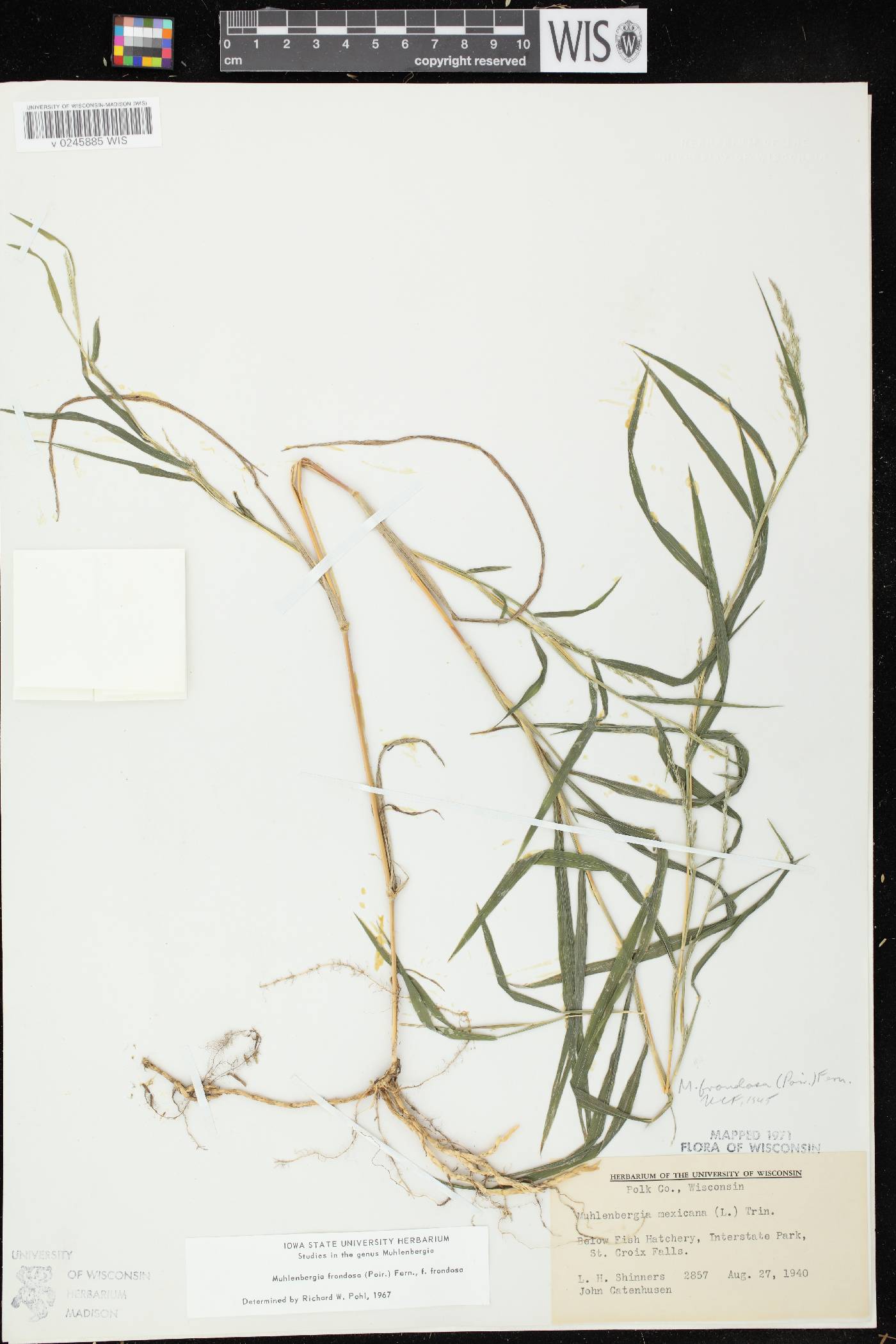 Muhlenbergia frondosa image