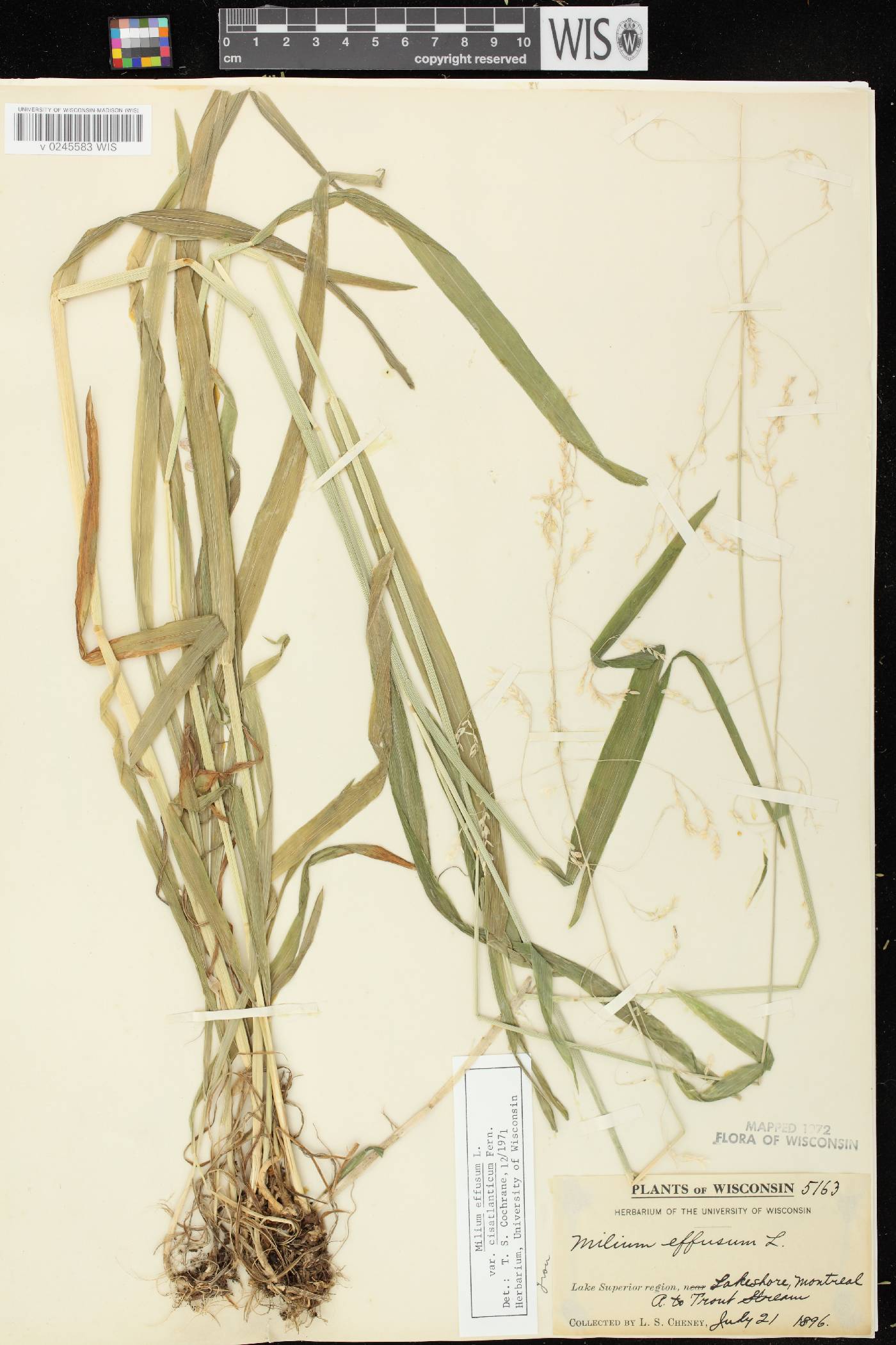 Milium effusum image