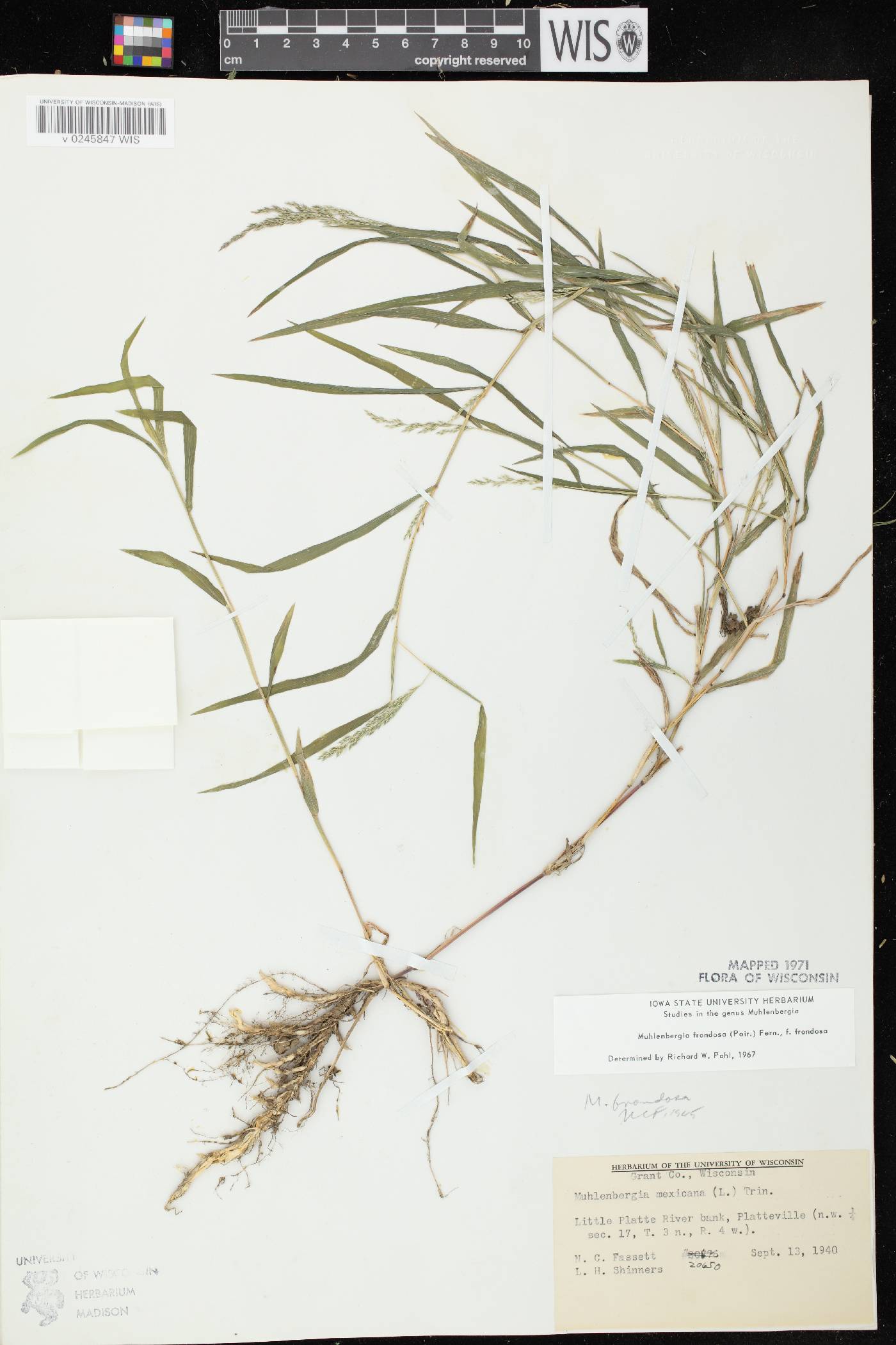 Muhlenbergia frondosa image