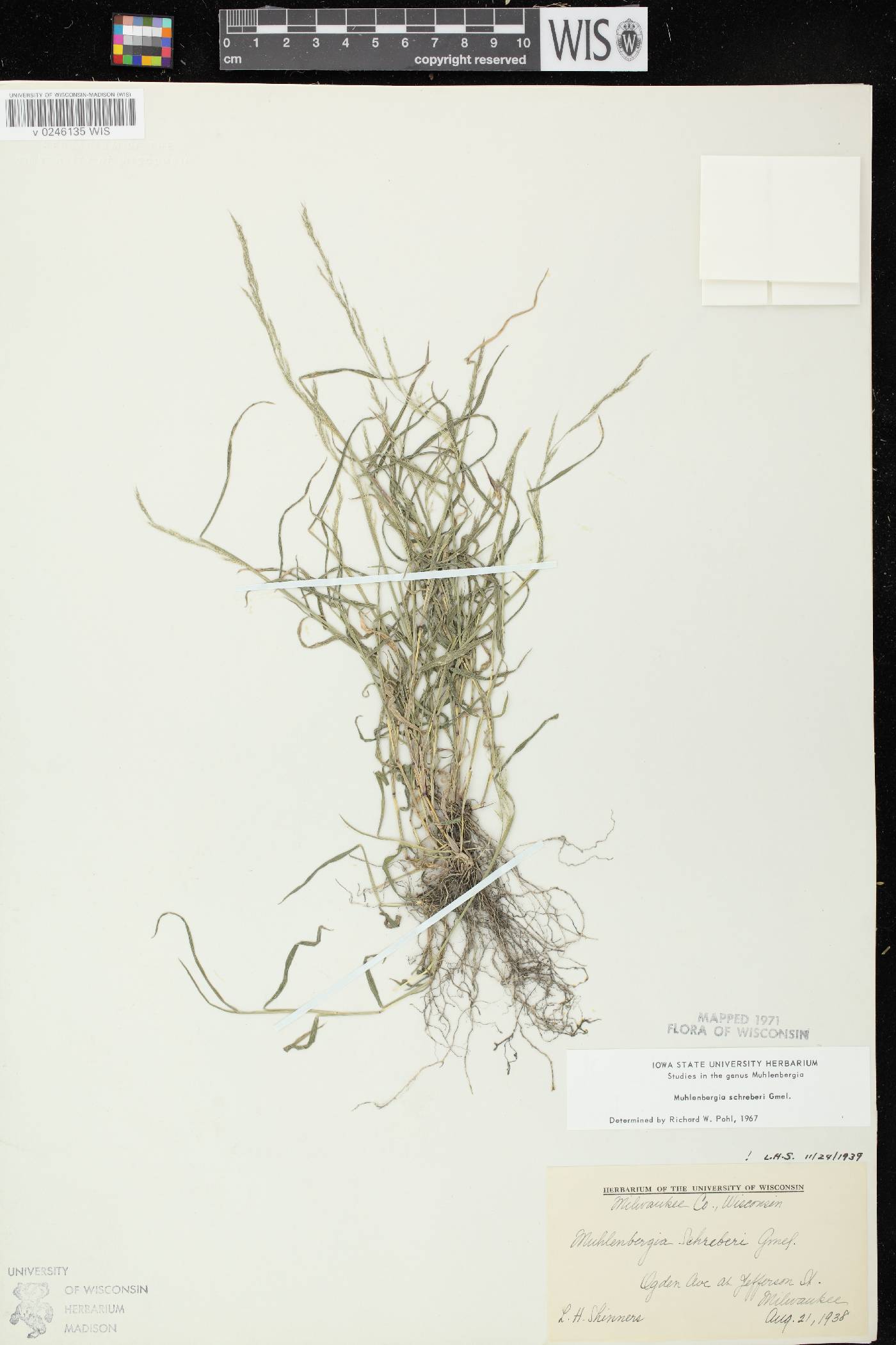 Muhlenbergia schreberi image