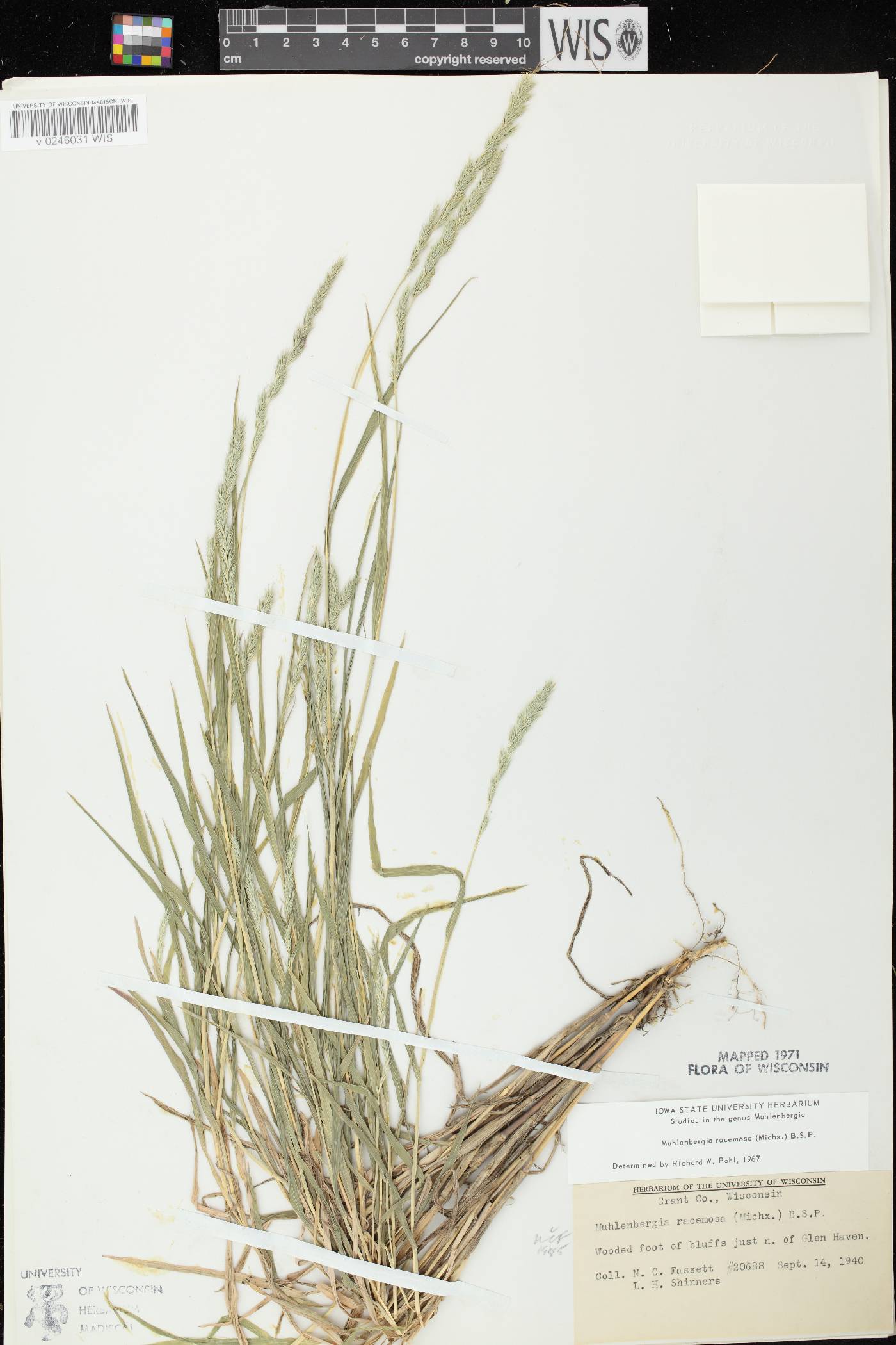Muhlenbergia racemosa image