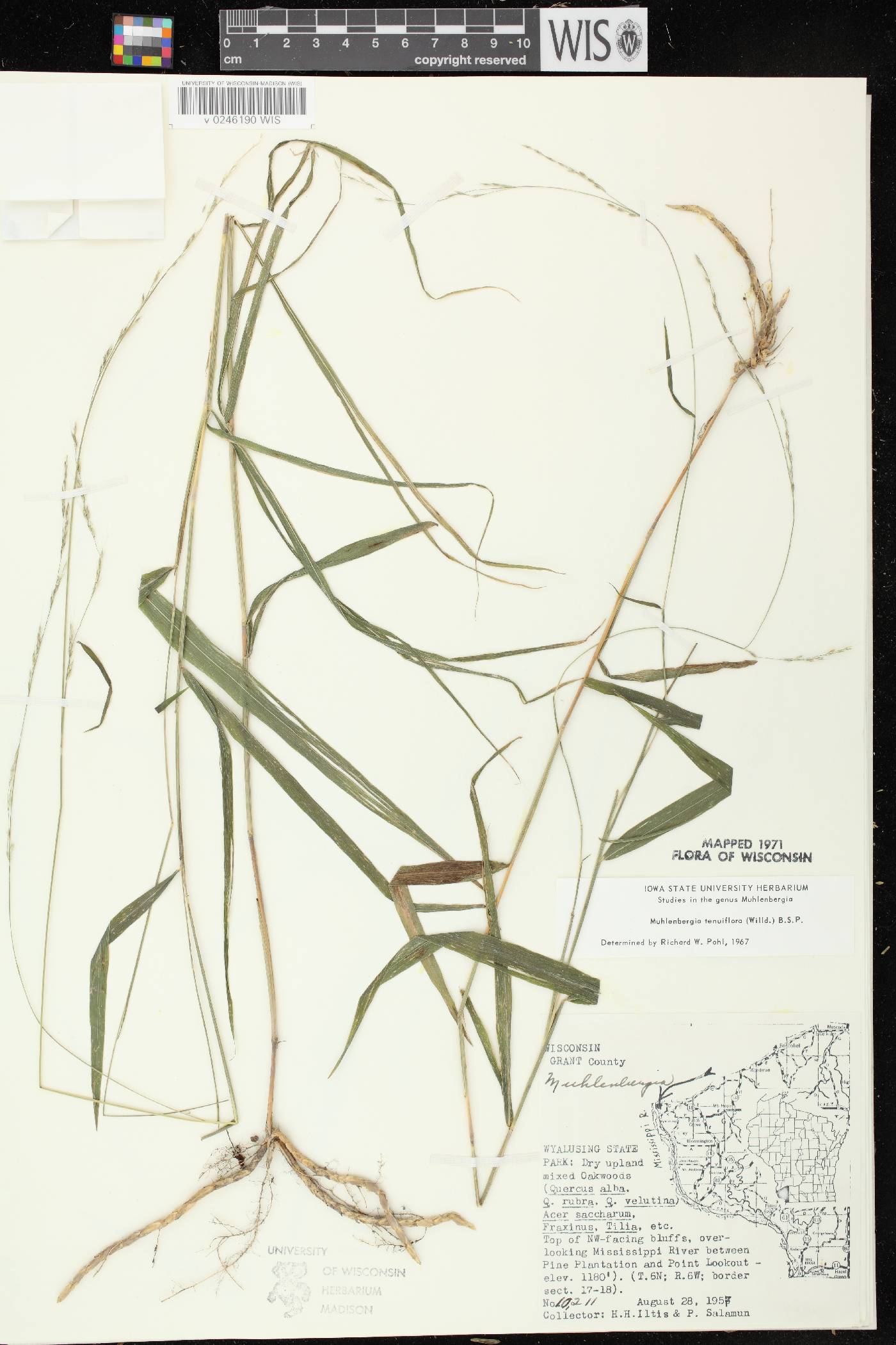 Muhlenbergia tenuiflora image