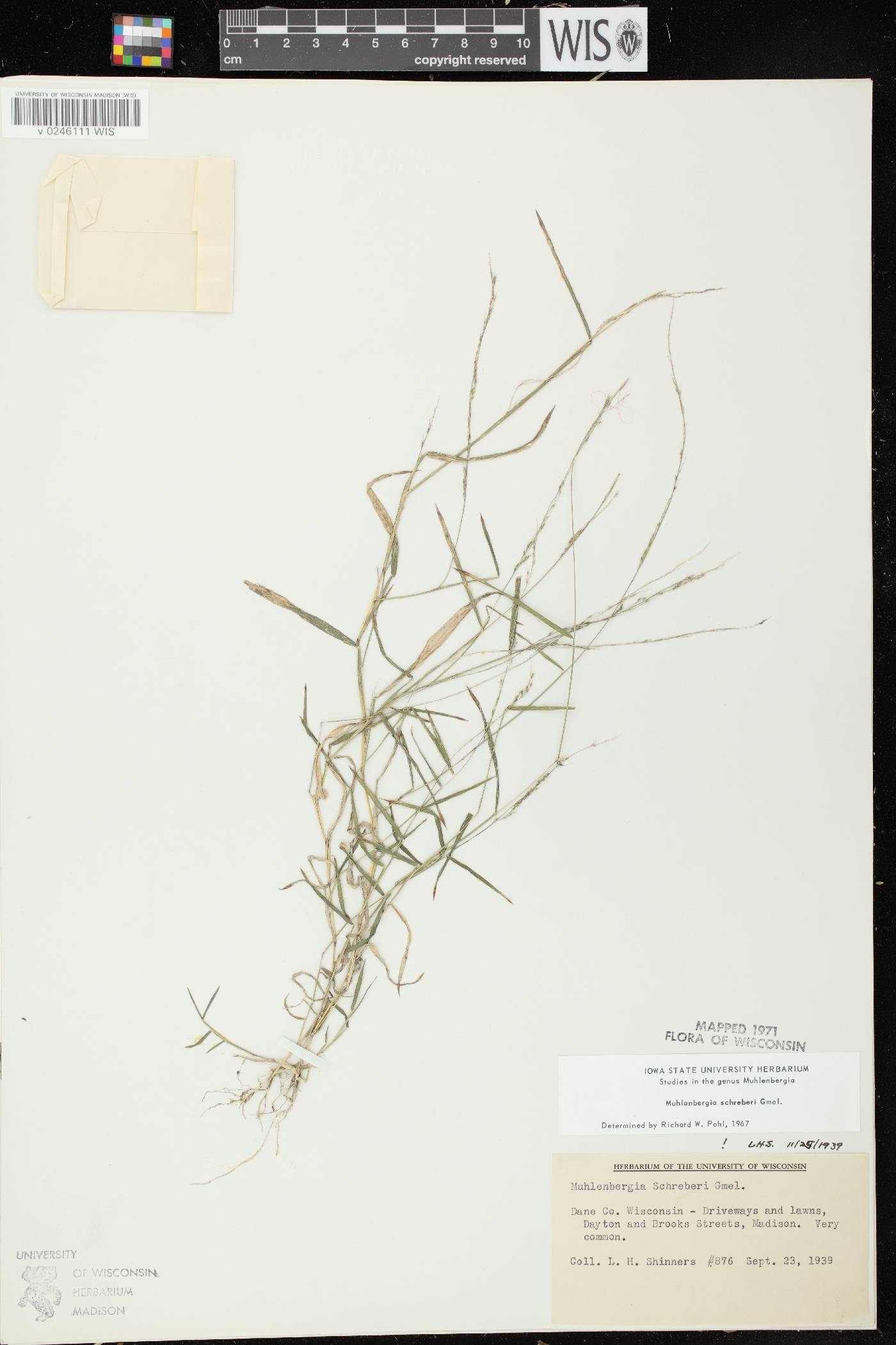 Muhlenbergia schreberi image