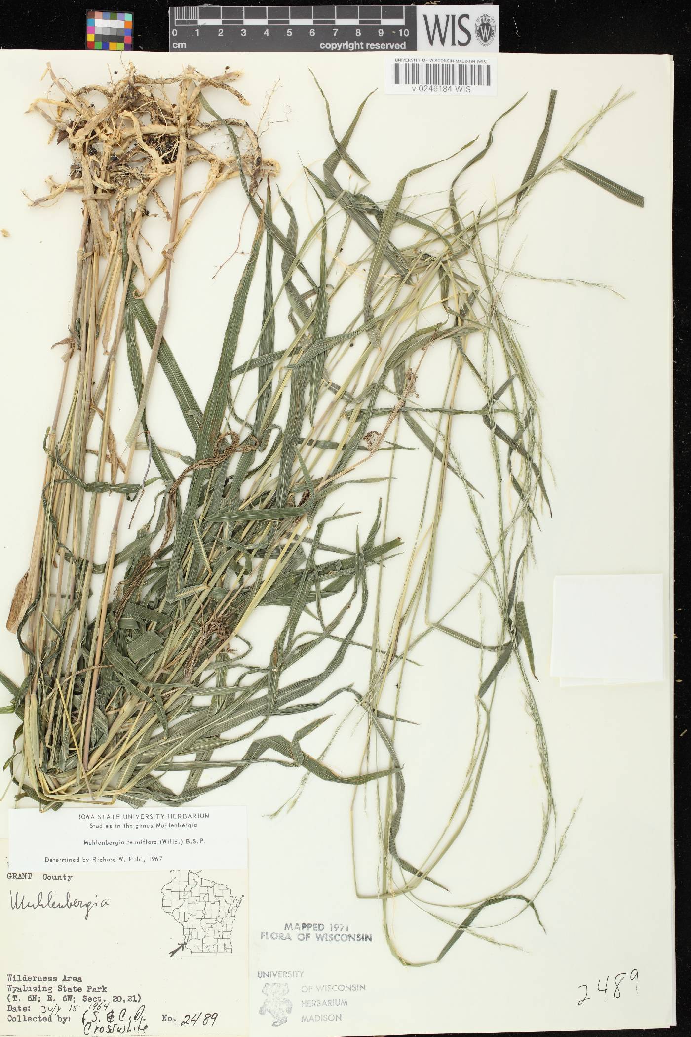 Muhlenbergia tenuiflora image
