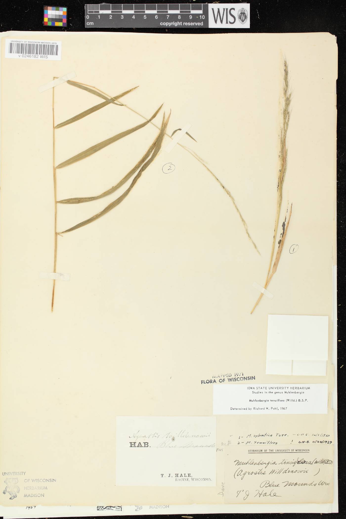 Muhlenbergia tenuiflora image
