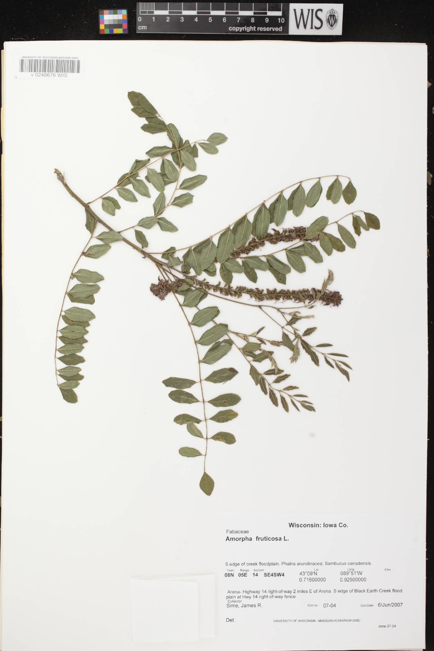Amorpha fruticosa image