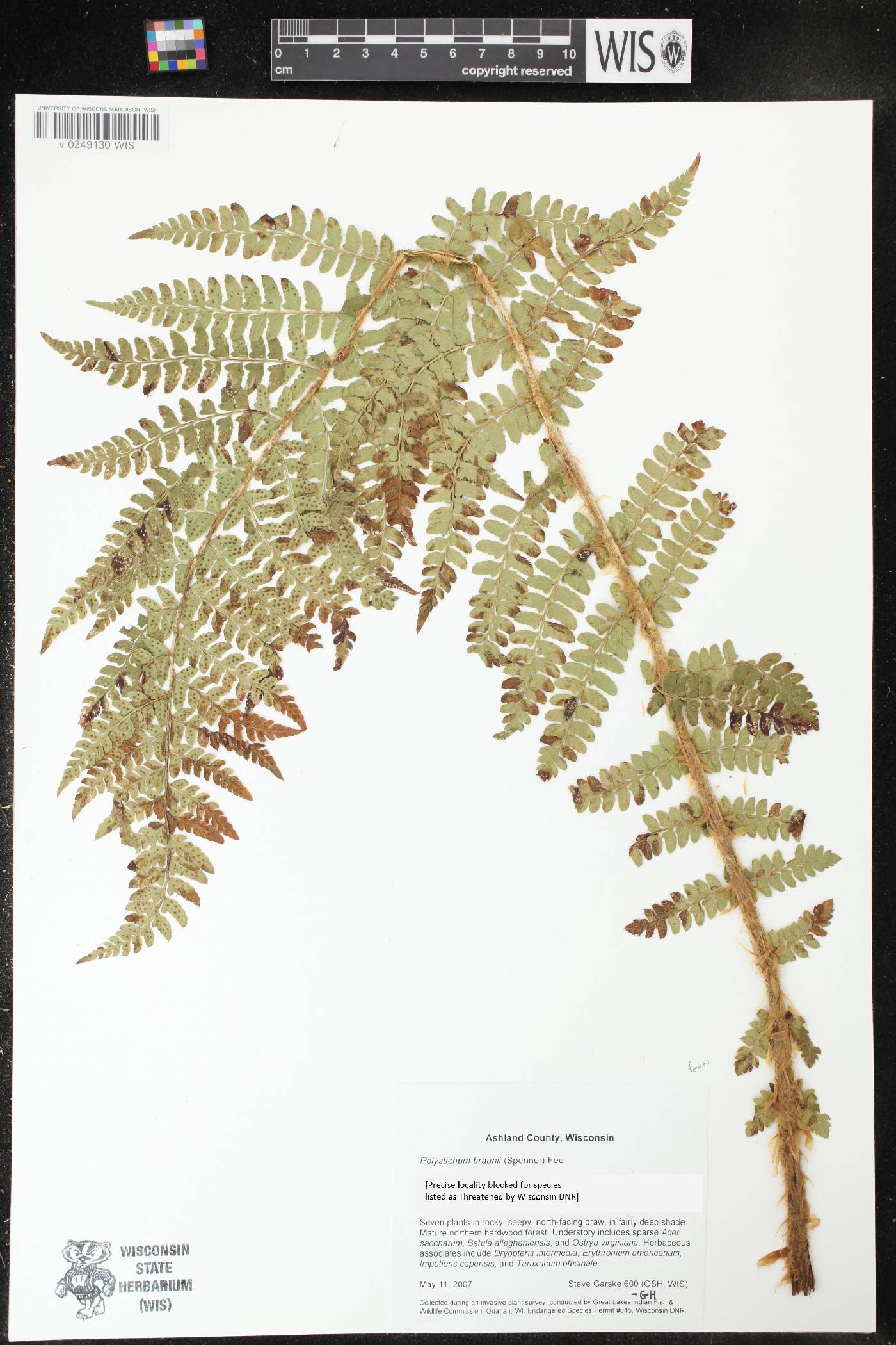 Polystichum braunii image