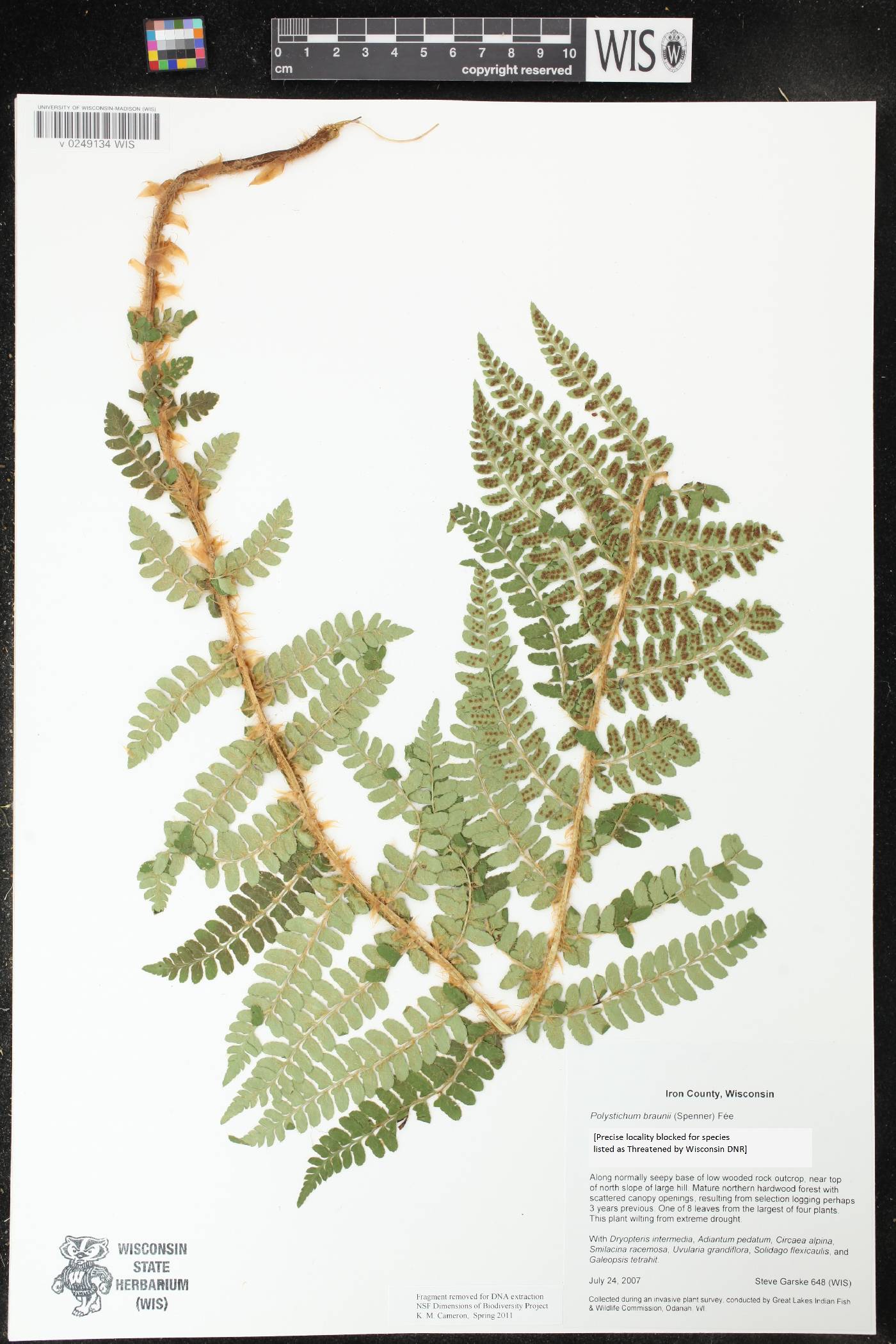 Polystichum braunii image