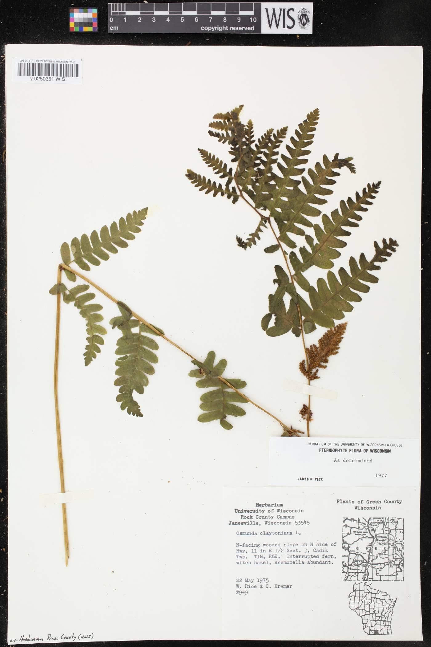 Osmunda claytoniana image