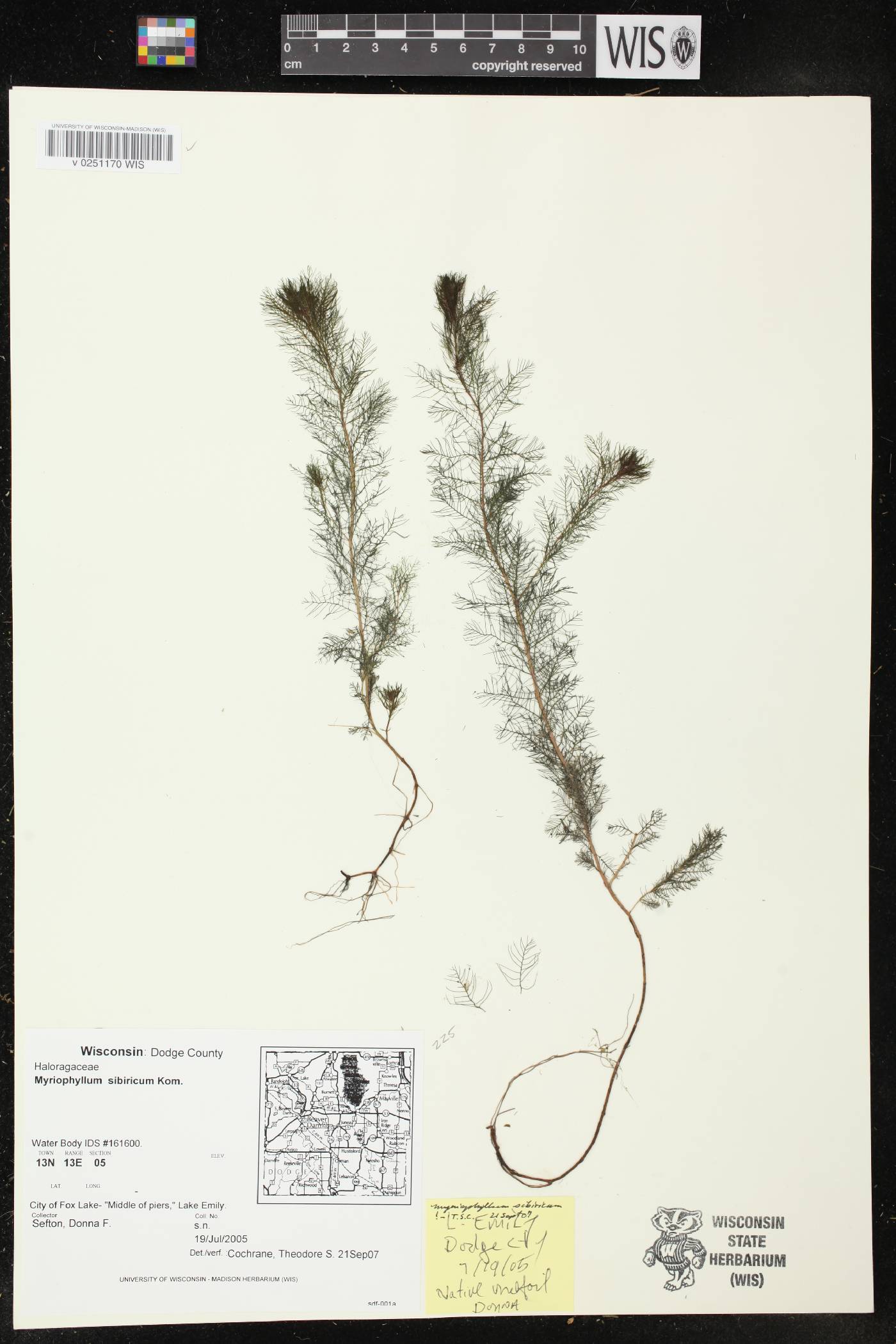 Myriophyllum sibiricum image