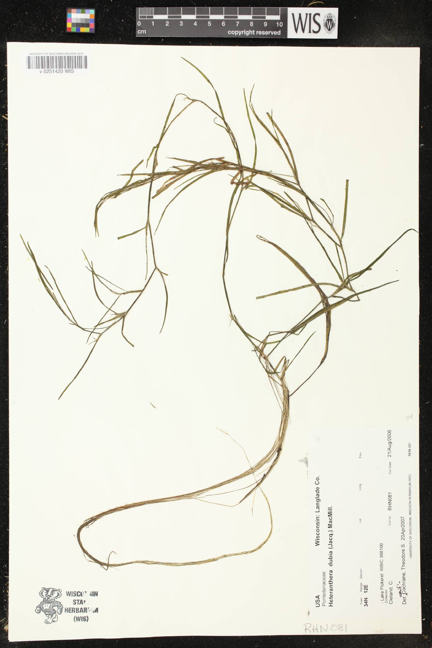 Heteranthera dubia image