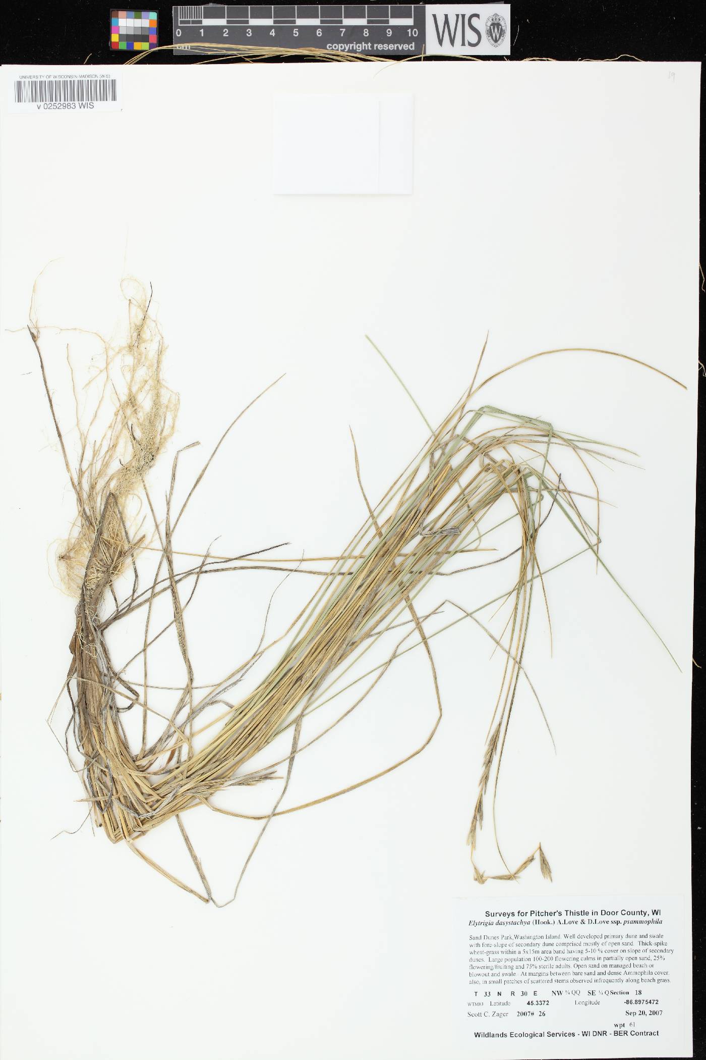 Elymus lanceolatus image