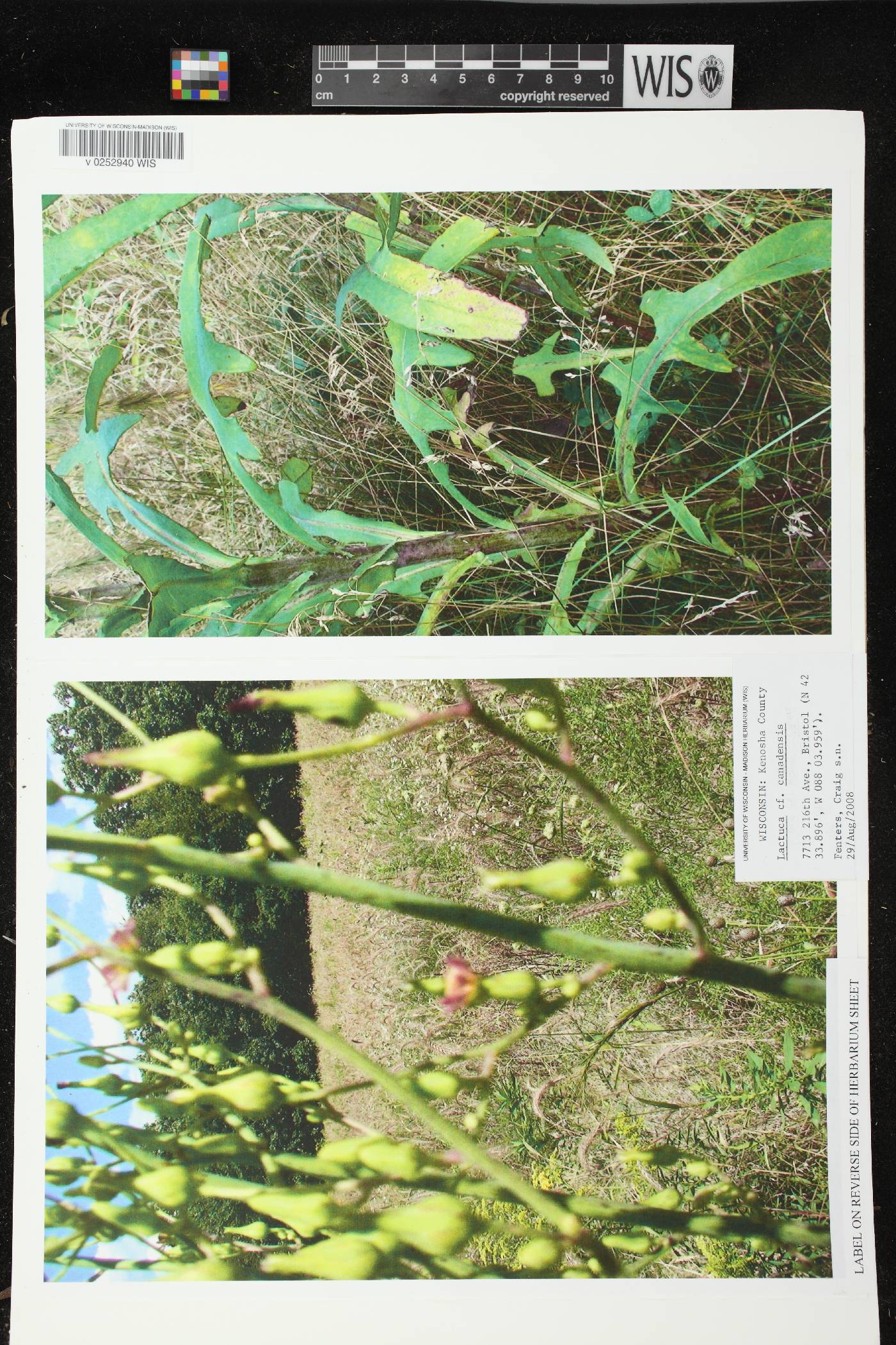 Lactuca canadensis image