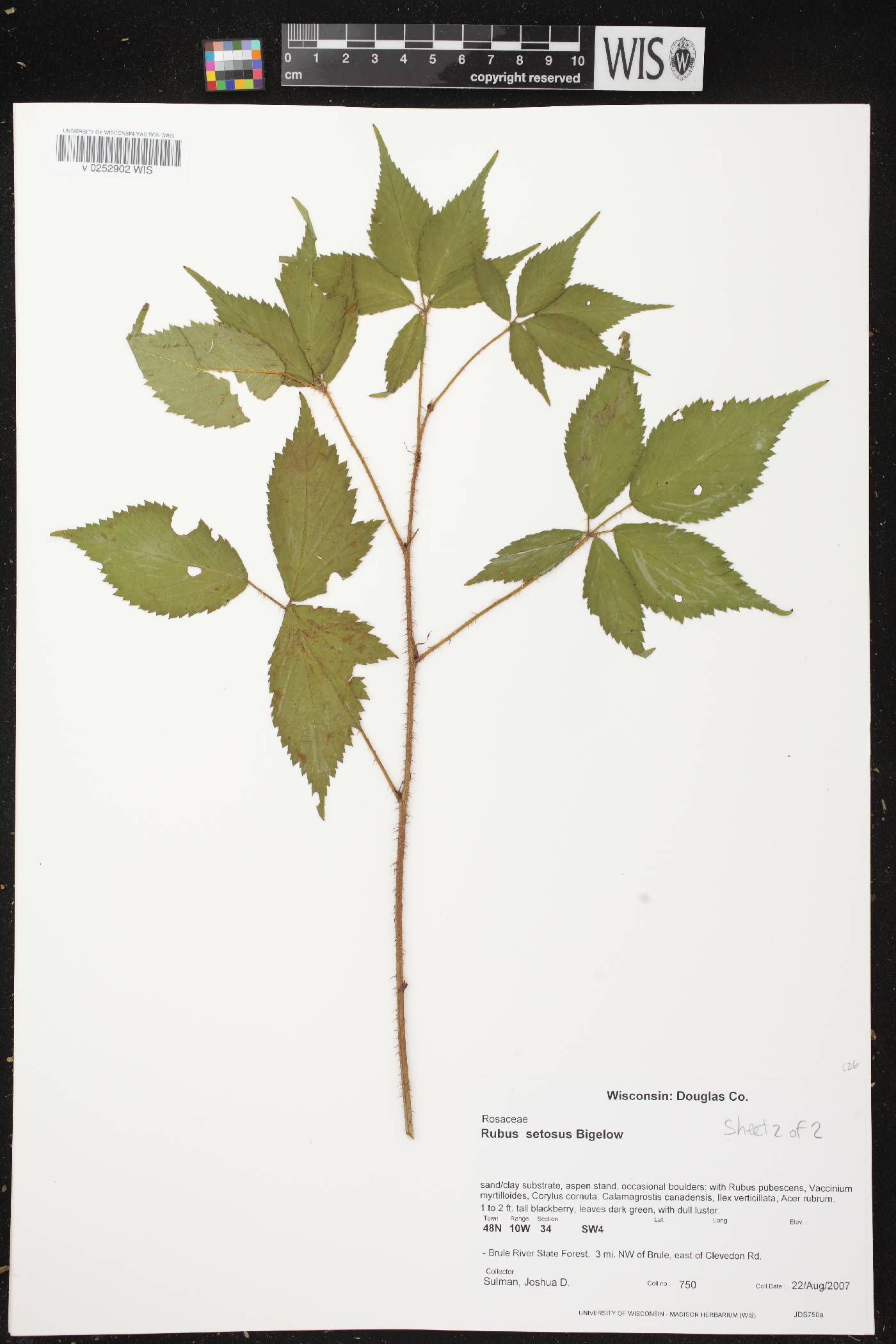 Rubus setosus image