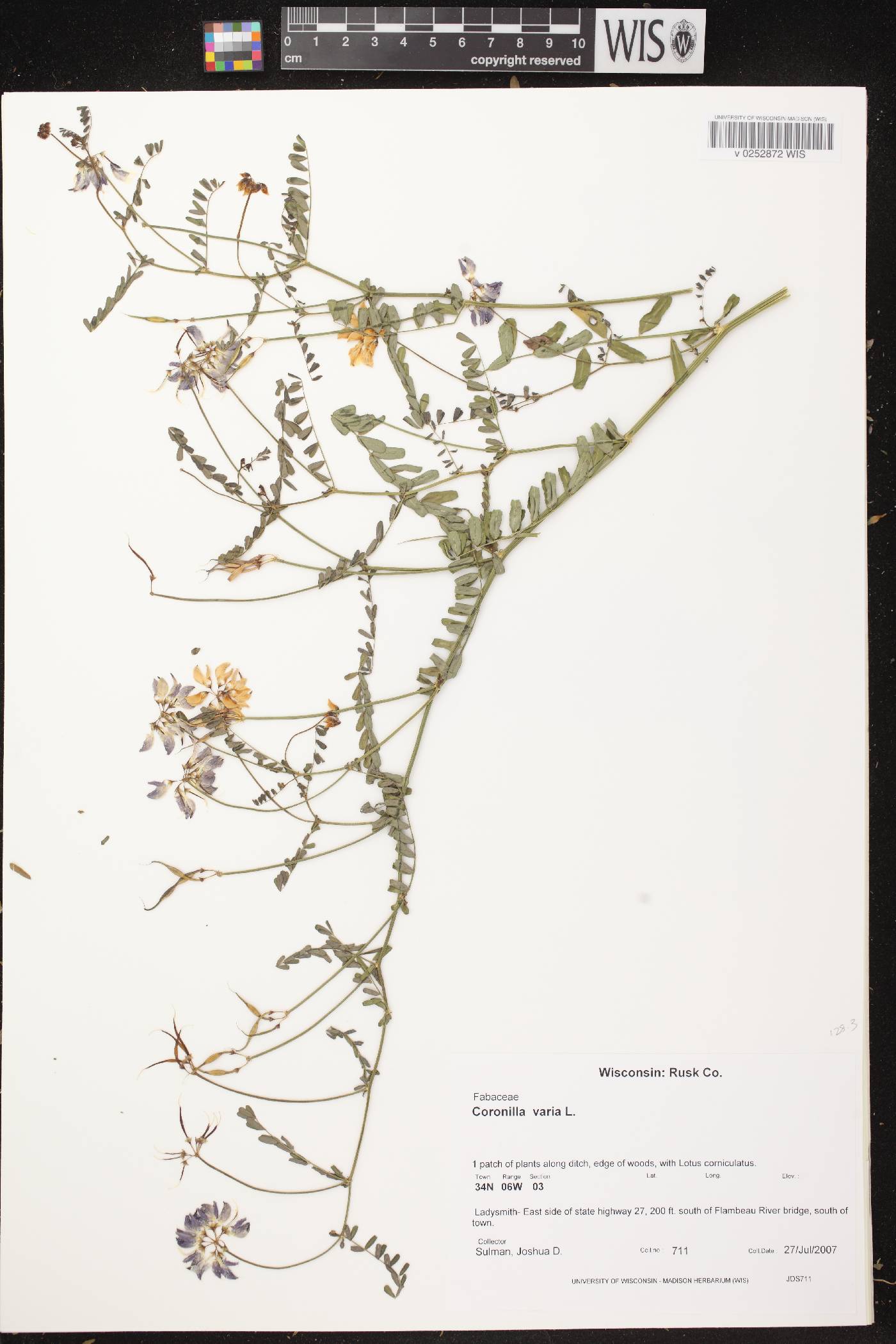 Securigera varia image