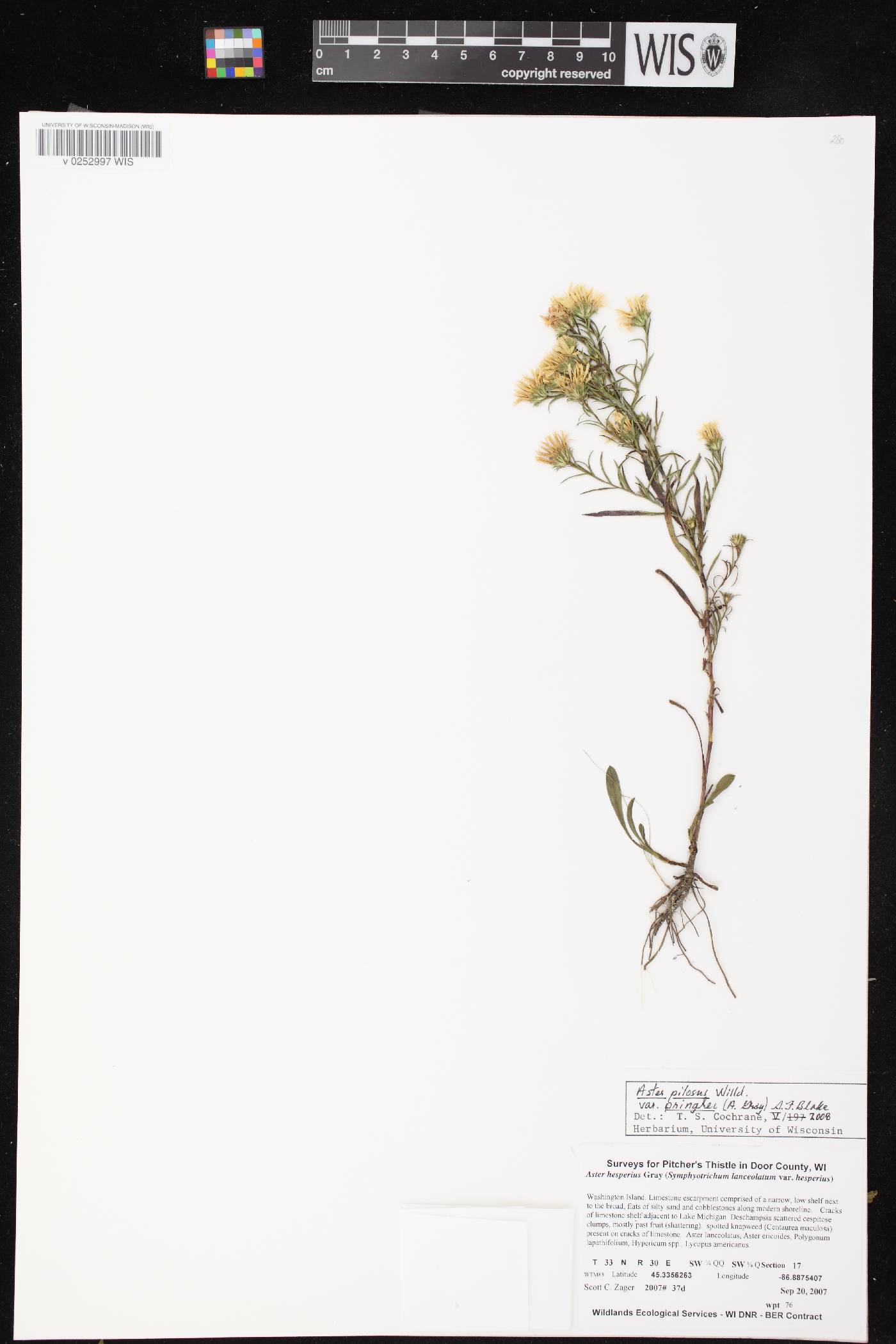 Symphyotrichum pilosum image