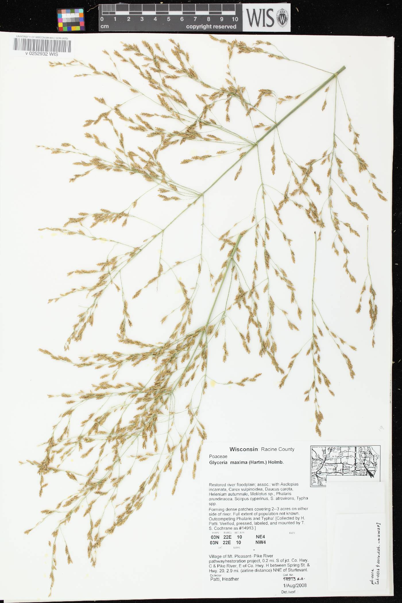 Glyceria maxima image